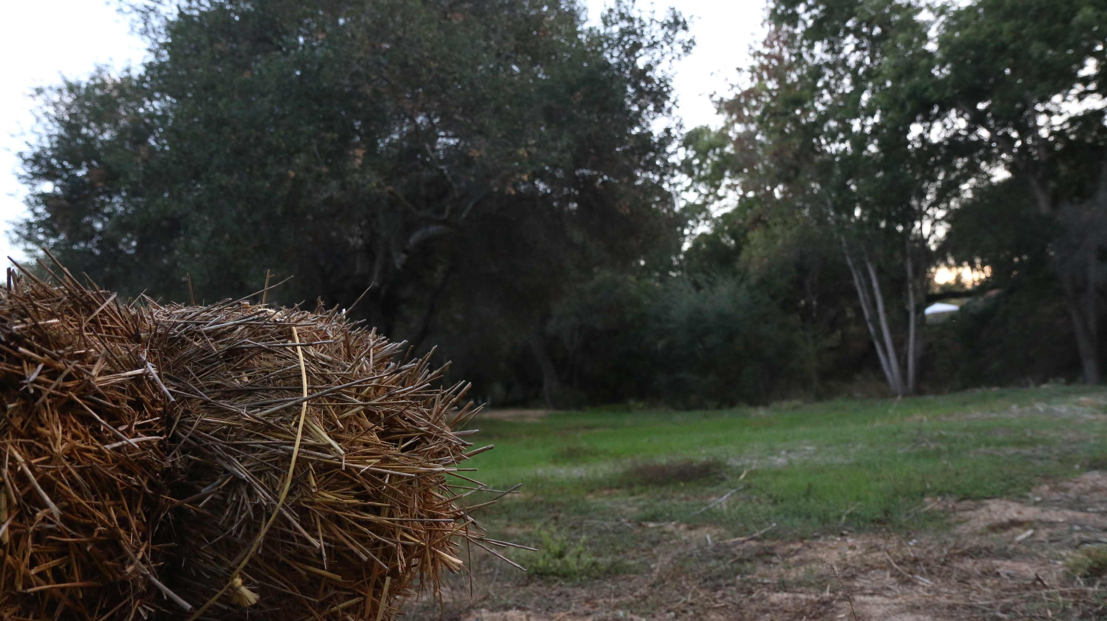 A bale of hay sits on the ground in a grassy field surrounded by trees.