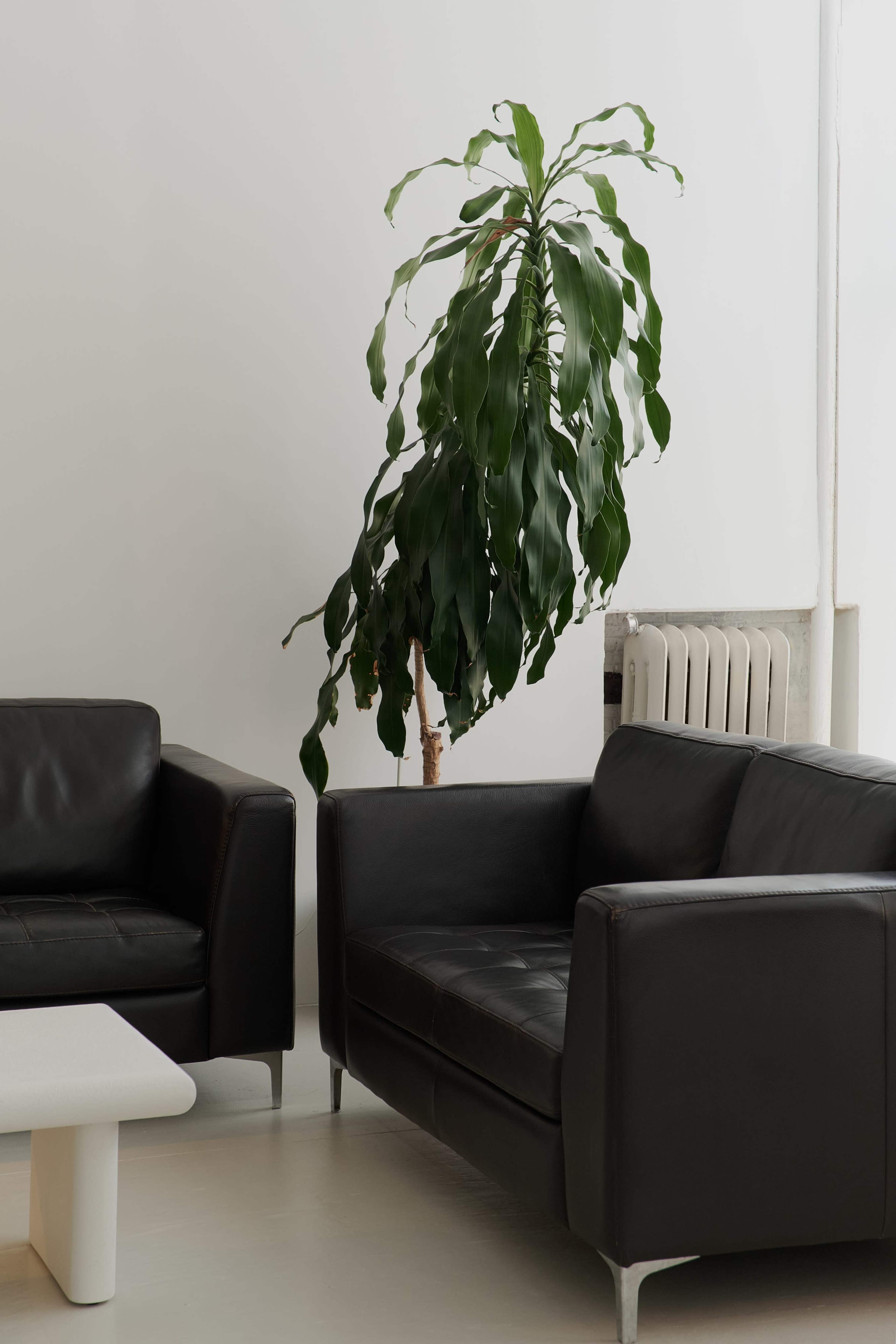 The image shows two black leather sofas and a tall leafy plant next to a white wall and a radiator.