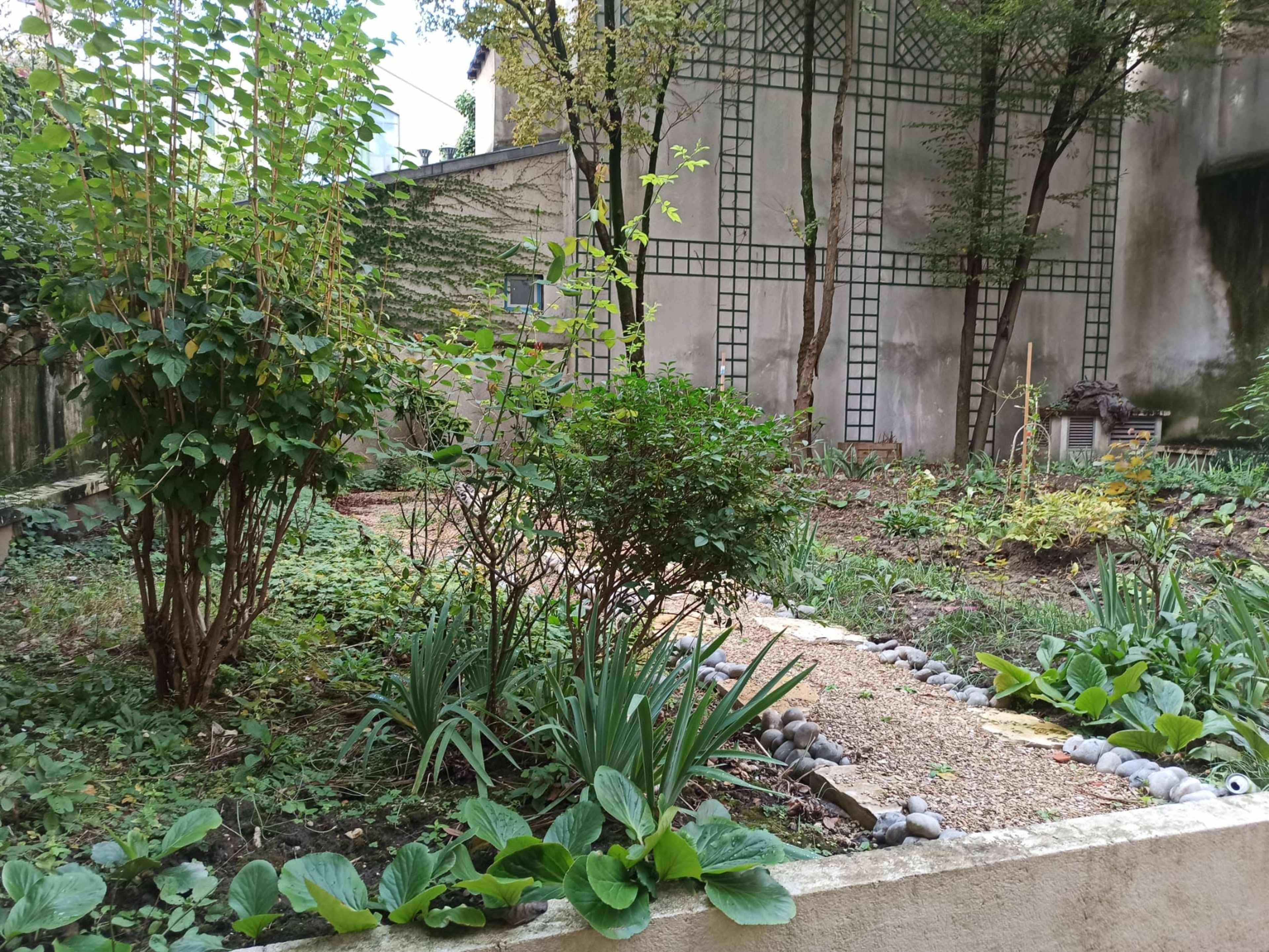A garden path bordered by shrubs and foliage, leading through an area of cultivated plants and greenery against a textured wall.