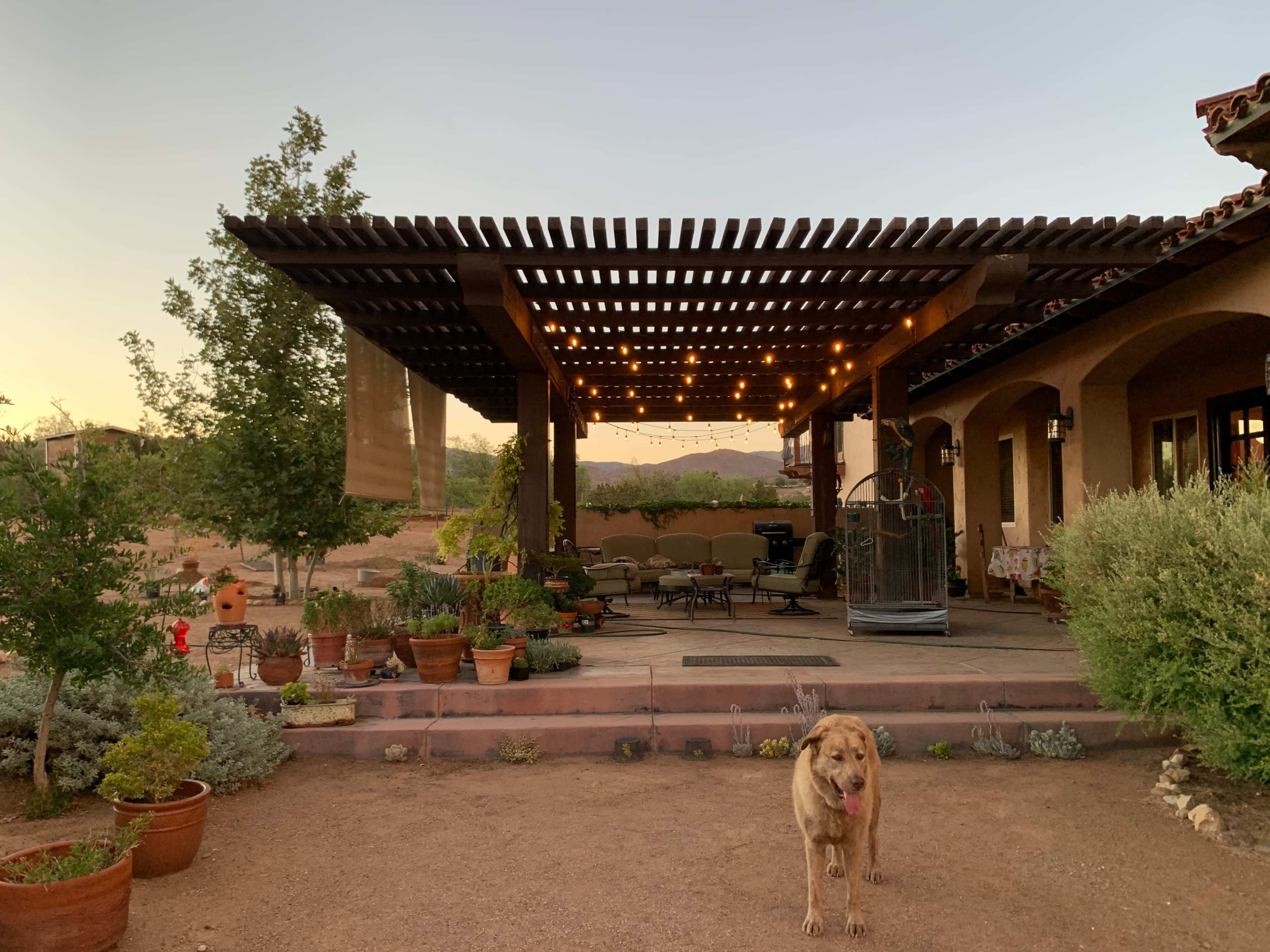 A patio with a wooden pergola and string lights is surrounded by potted plants and a dog in a desert landscape at dusk.