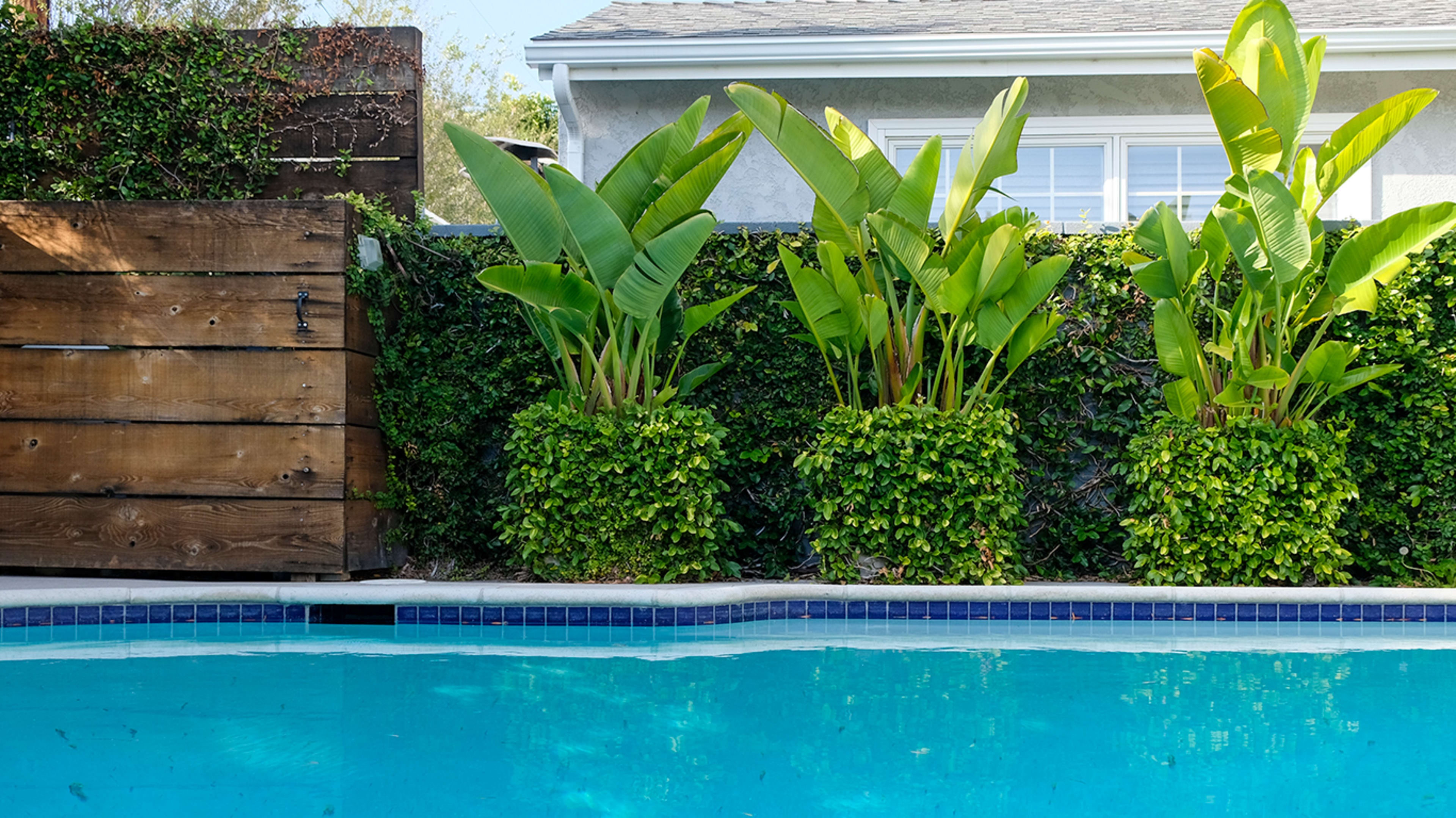 A swimming pool with clear blue water is bordered by a row of tall, leafy plants and a wooden fence covered in greenery.