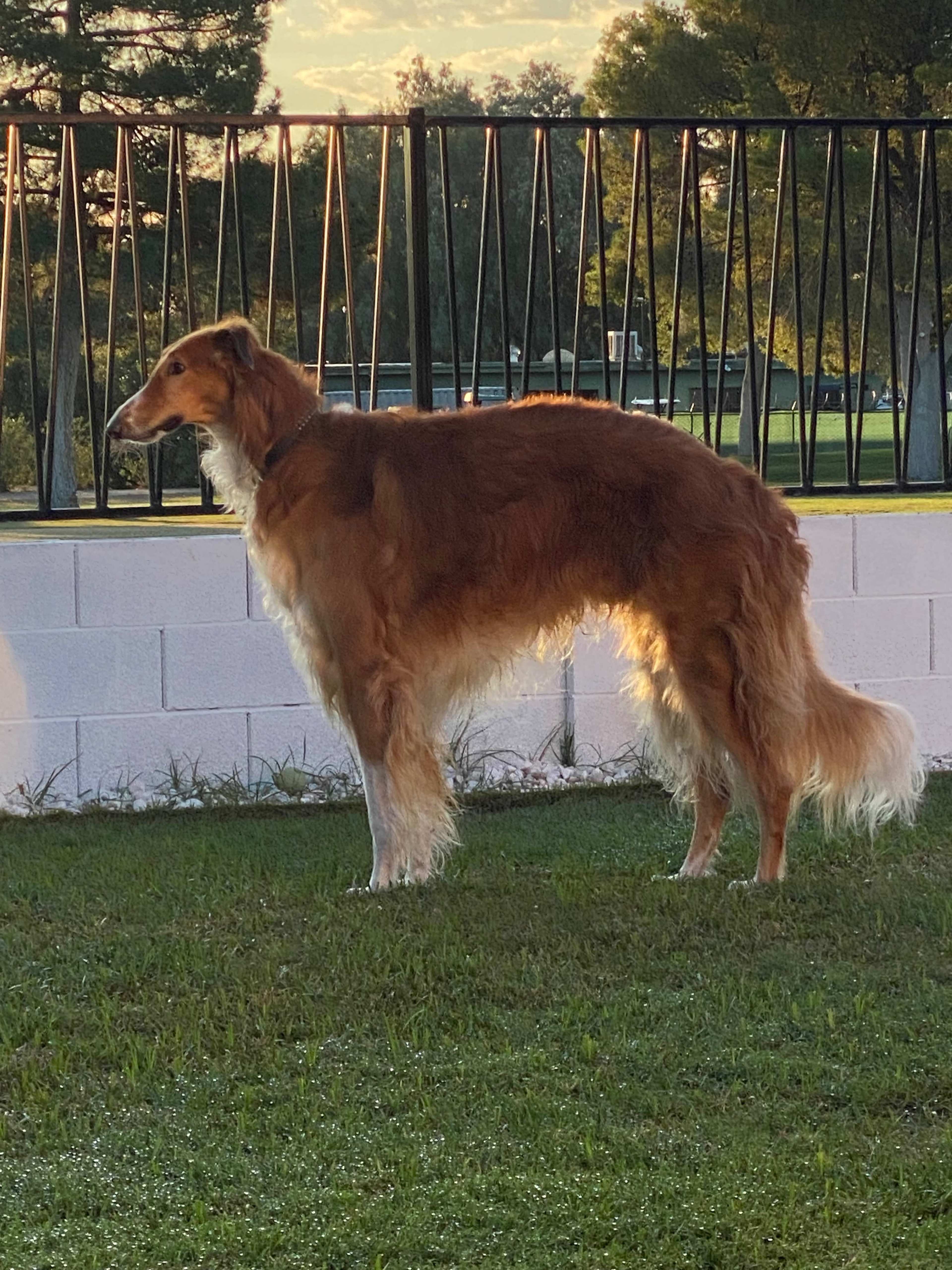 A golden-furred dog stands on a grassy area beside a white concrete wall.