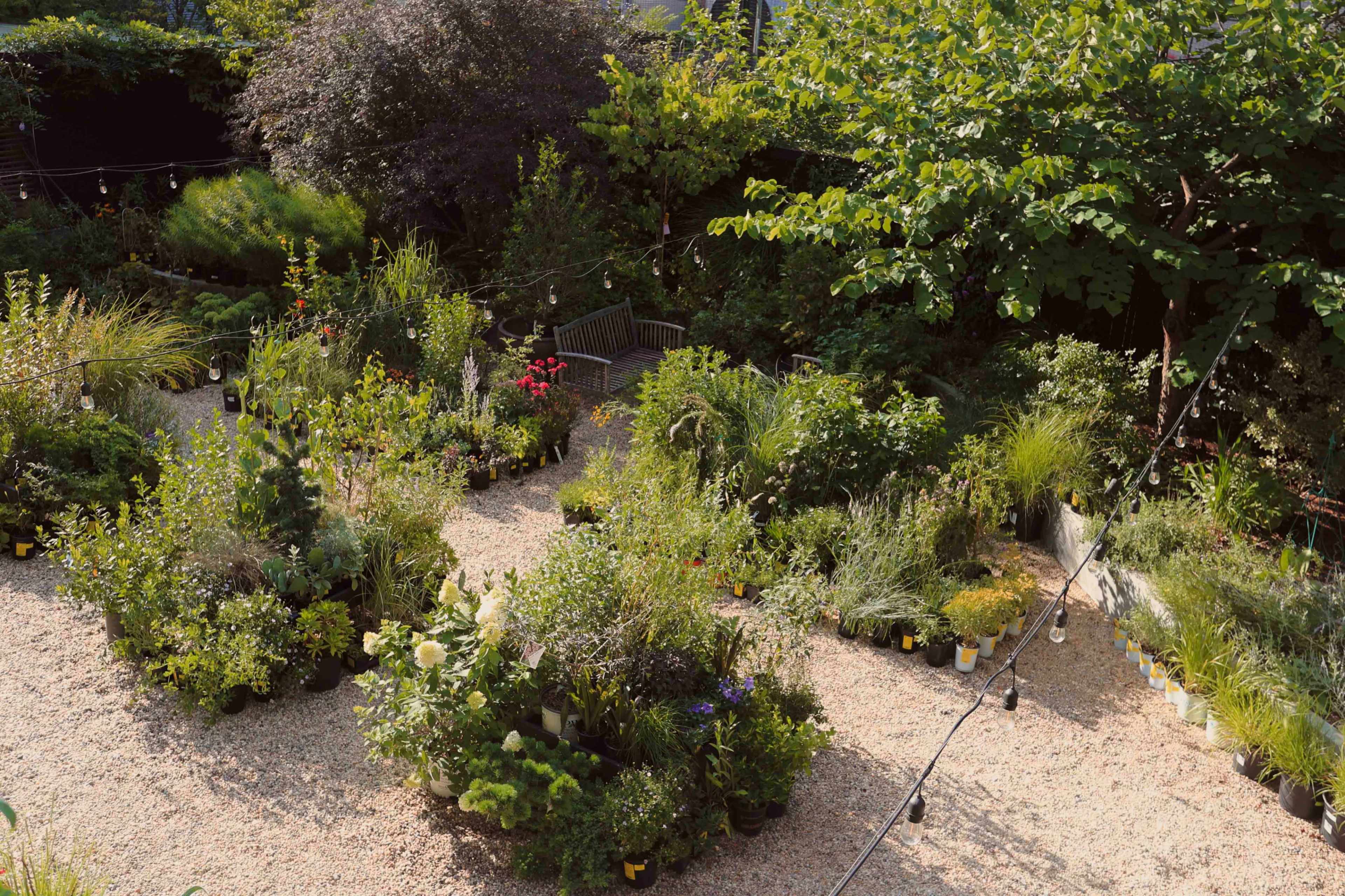 The image shows a landscaped garden filled with various plants arranged in circular patches on a gravel path.