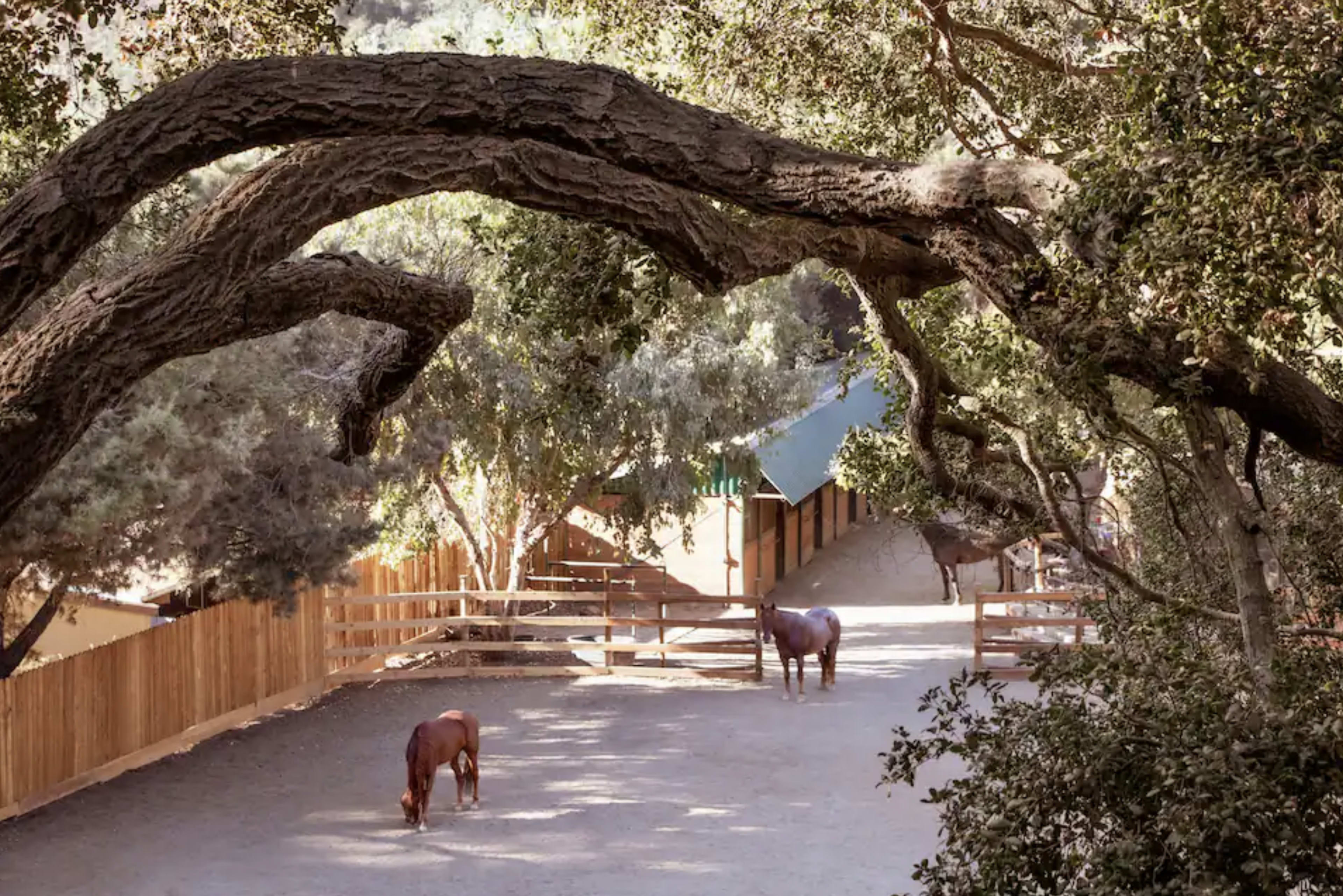 Two horses graze on a dirt path beneath large trees near a fenced area and stable.