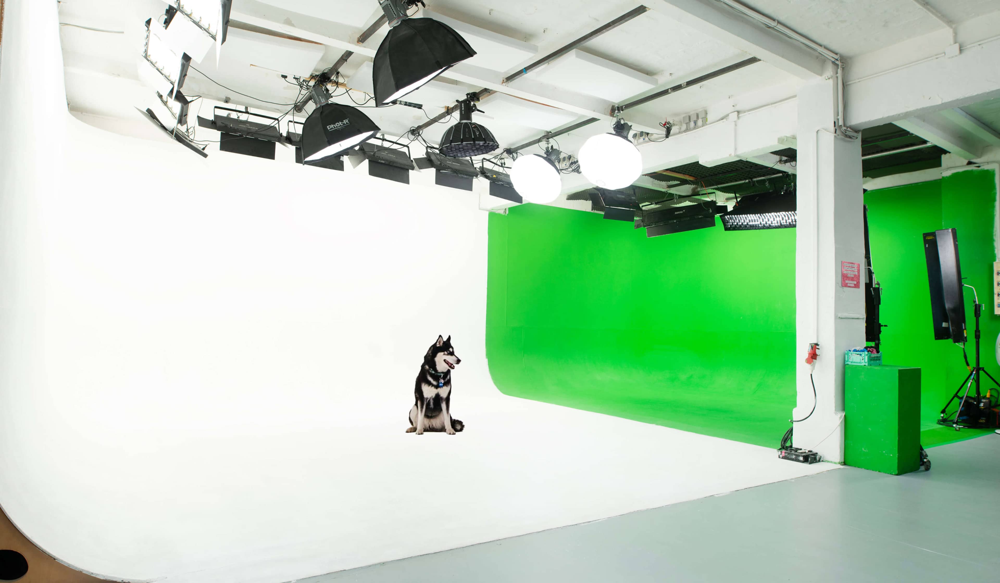 A dog sits on a white floor in a large photo studio with a green backdrop and lighting equipment overhead.