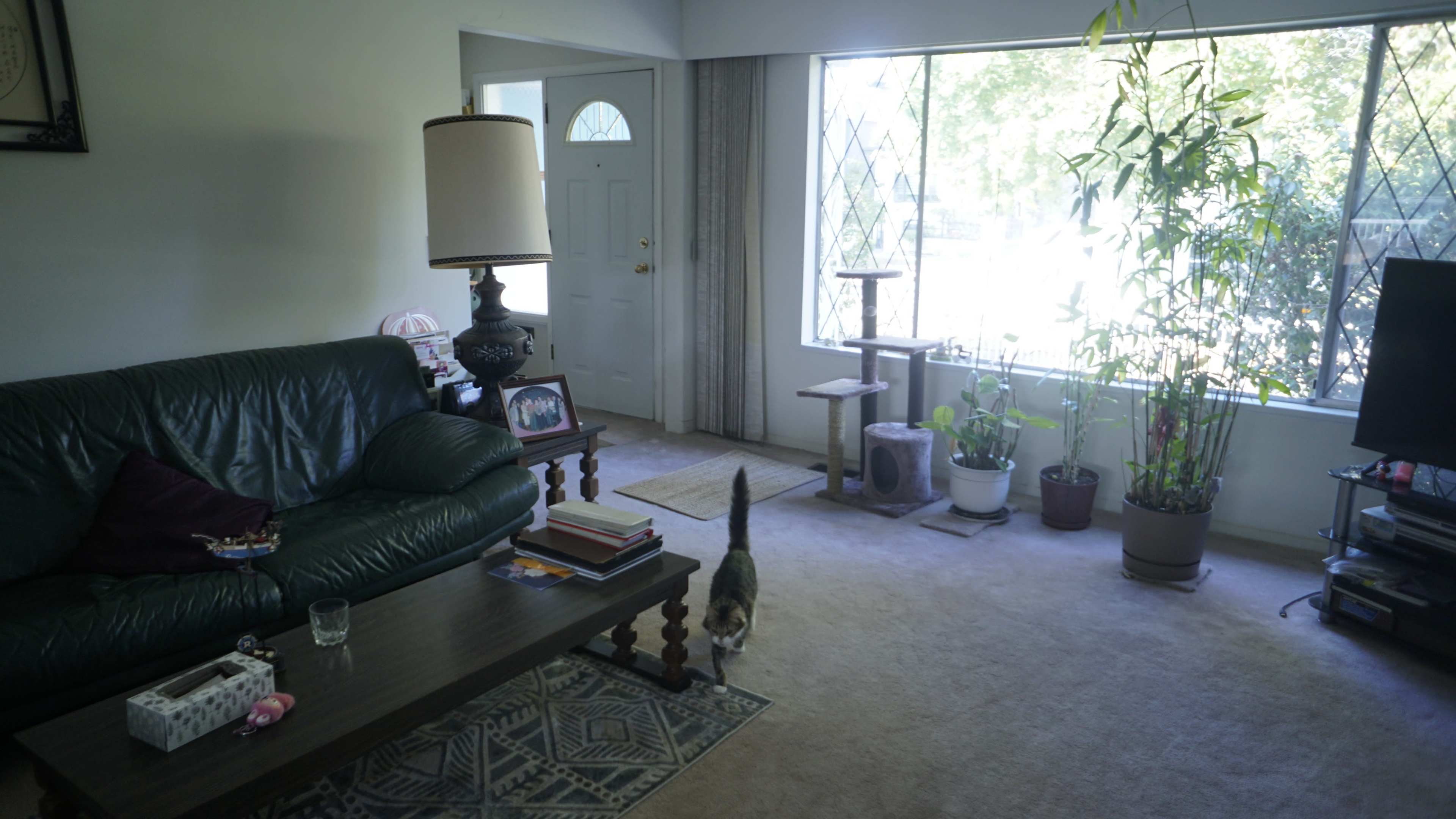The image shows a living room with a green leather couch, a coffee table with books, a cat walking near a window with indoor plants, and a light coming in.