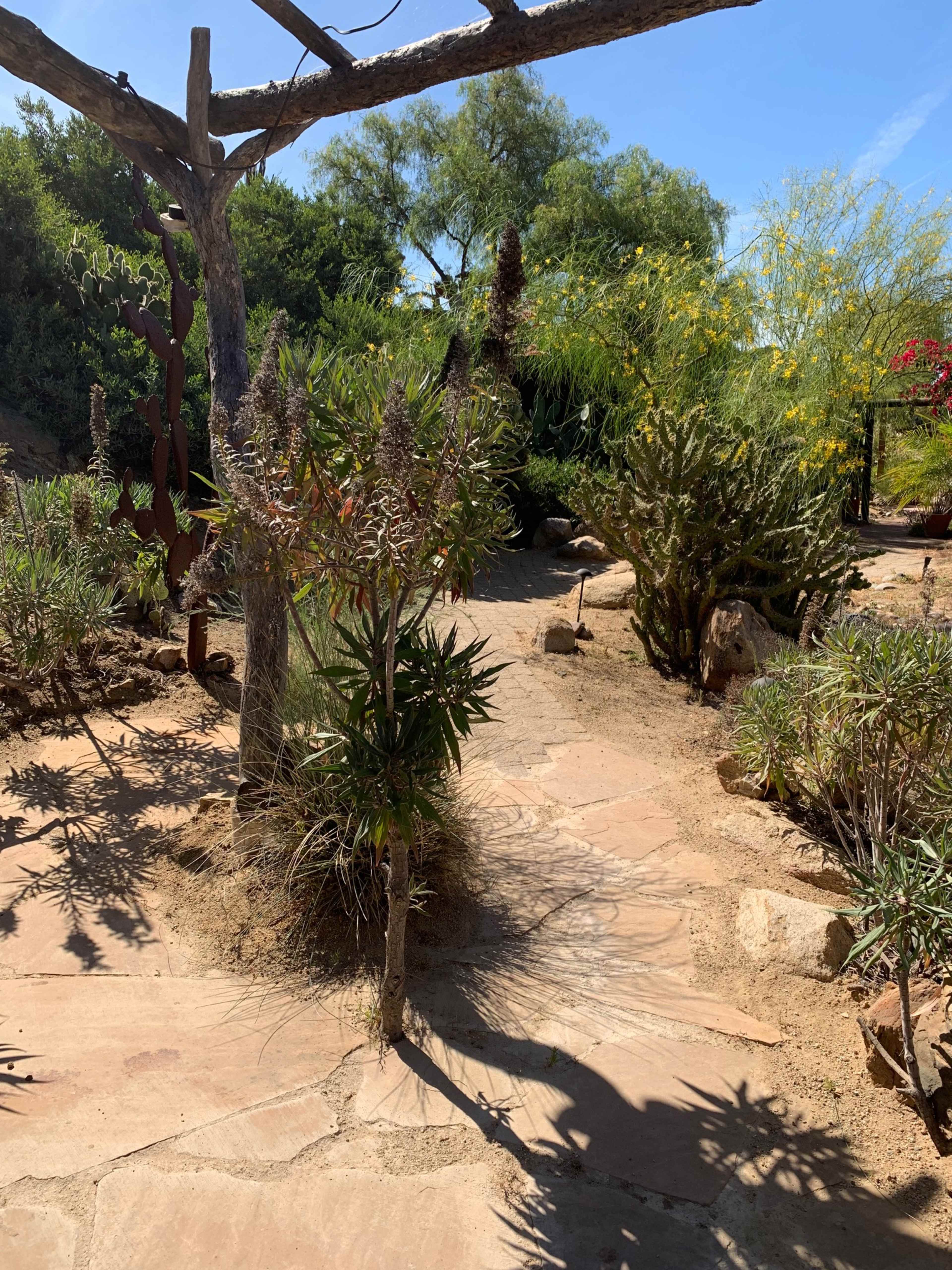 A winding stone path cuts through a desert garden filled with various cacti and desert plants.