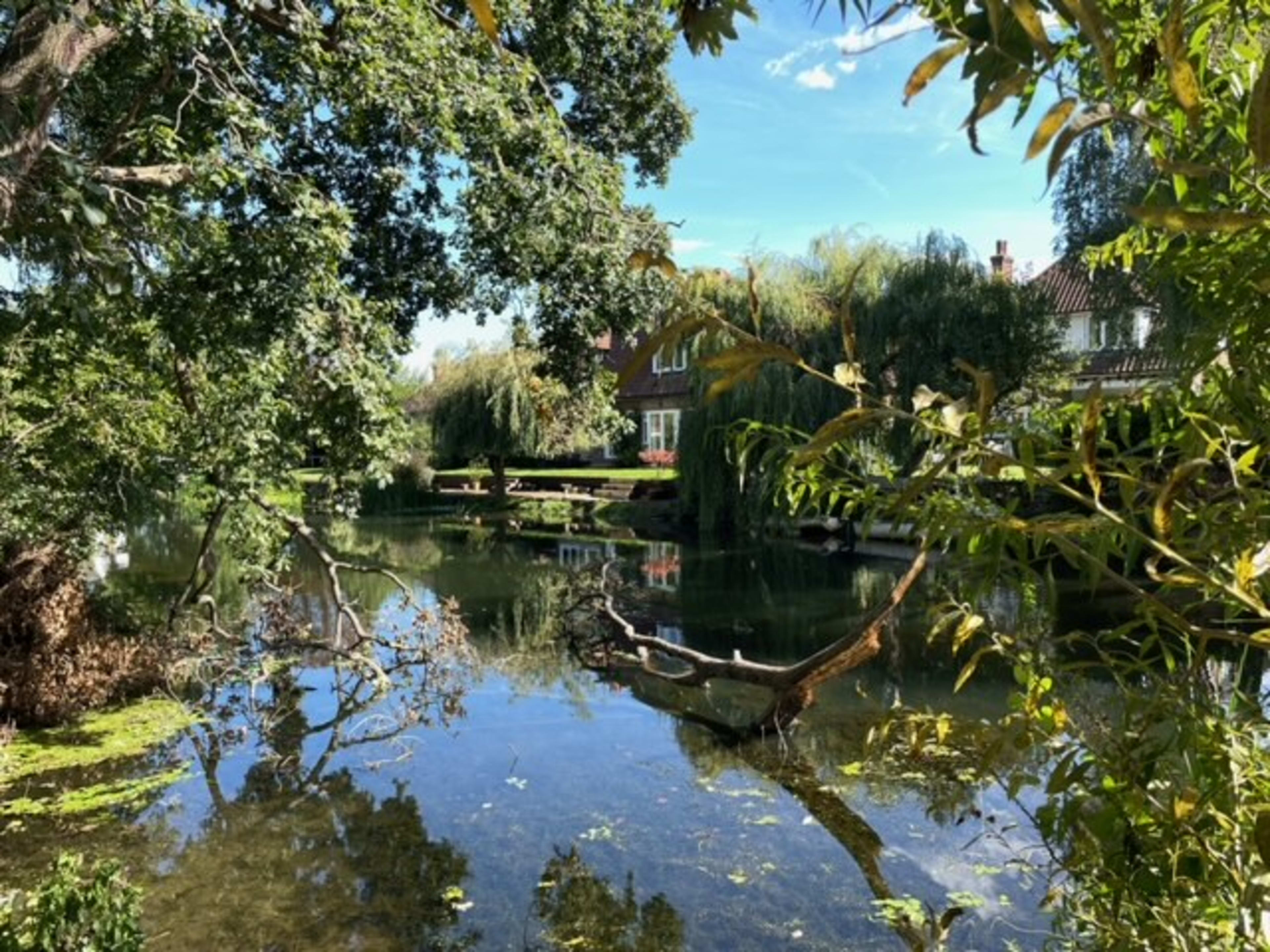 A tranquil pond surrounded by trees and a house in the background.