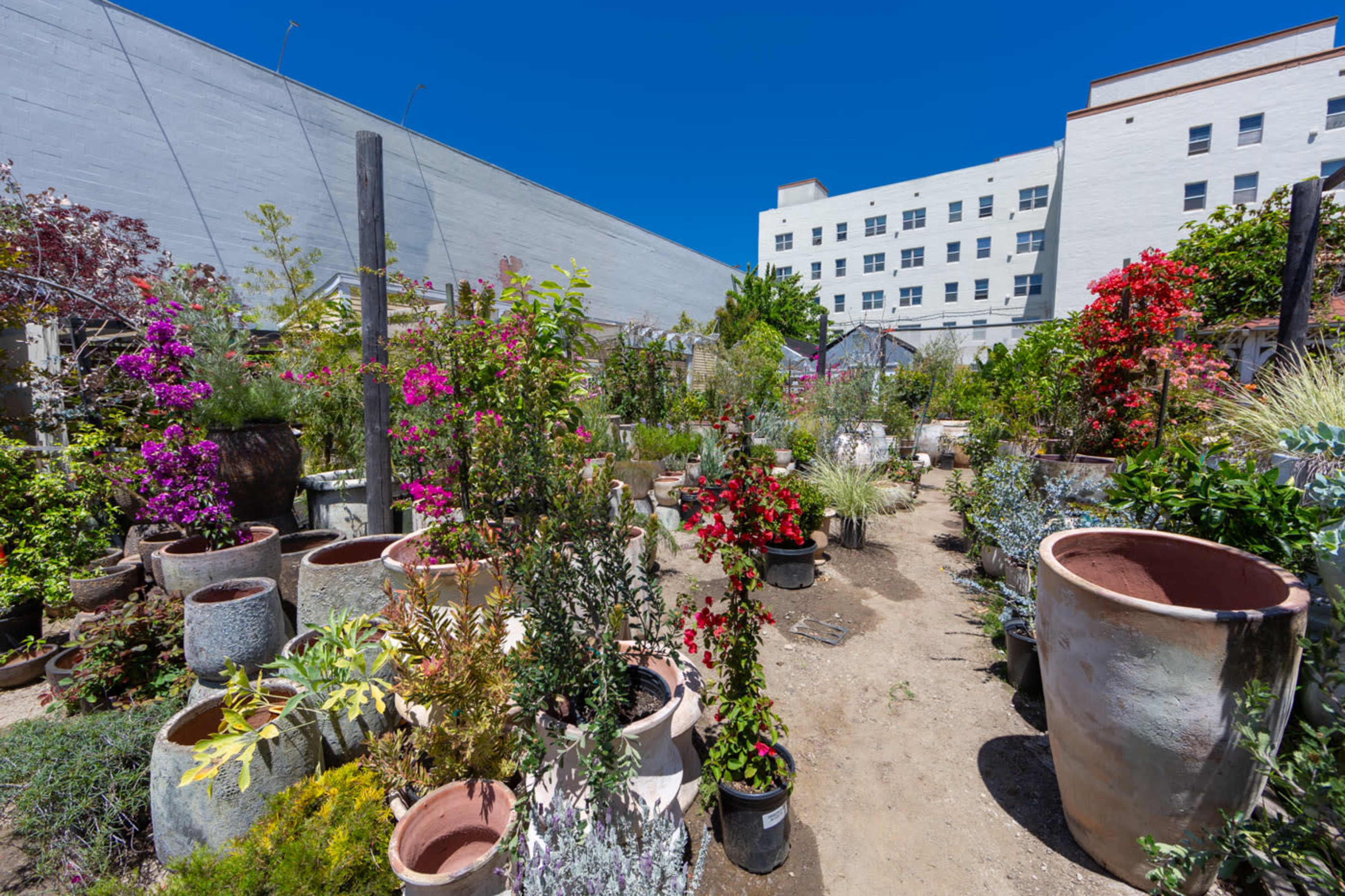 A vibrant urban garden is filled with various flowering plants and large pots, set against the backdrop of a multi-story building.