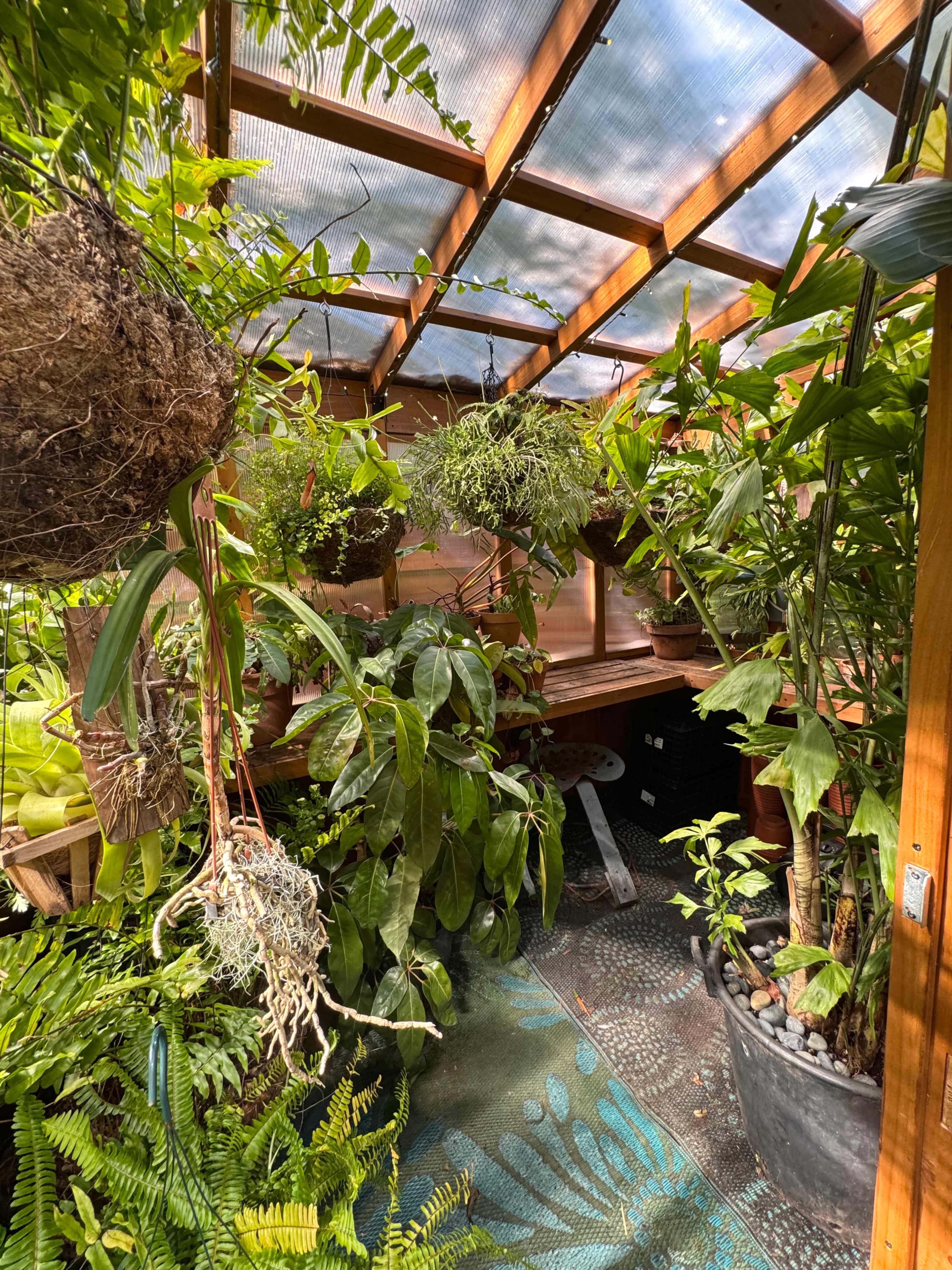 The image shows a greenhouse filled with various hanging plants and potted greenery arranged around a wooden structure.