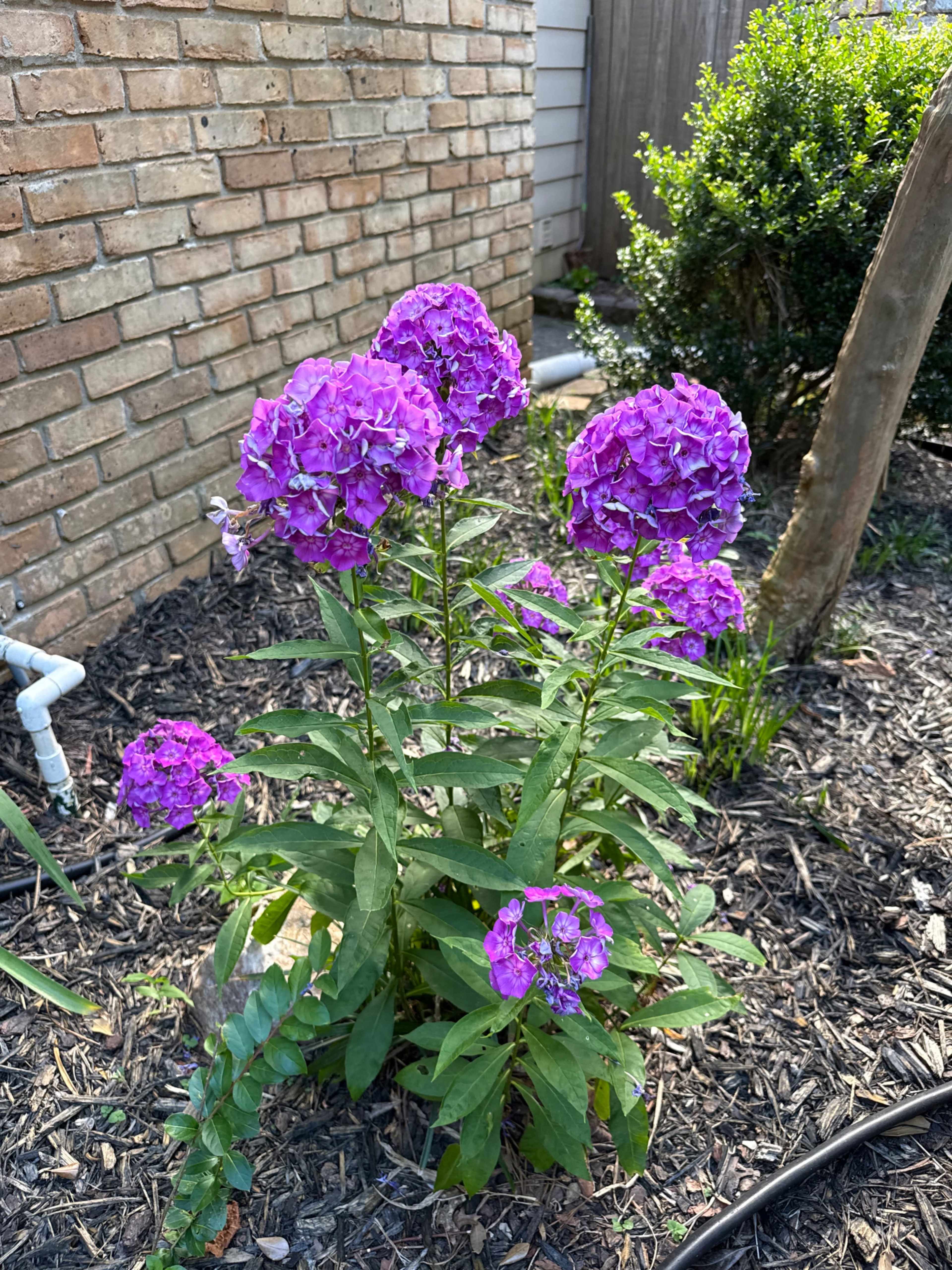 A cluster of vibrant purple flowers grows among dark mulch near a brick wall and green shrubs.