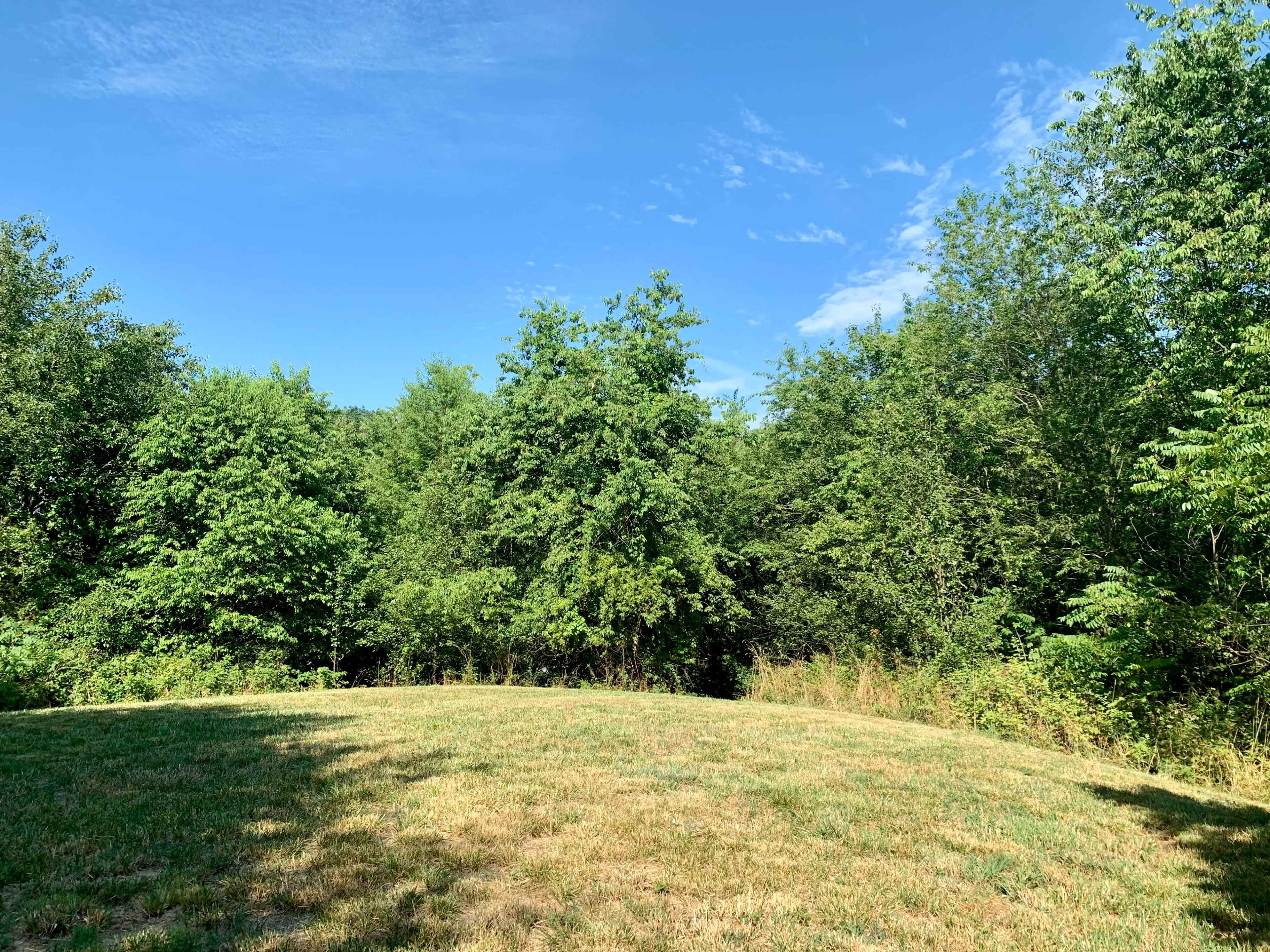 The image shows a grassy area in front of a dense cluster of trees under a clear blue sky.
