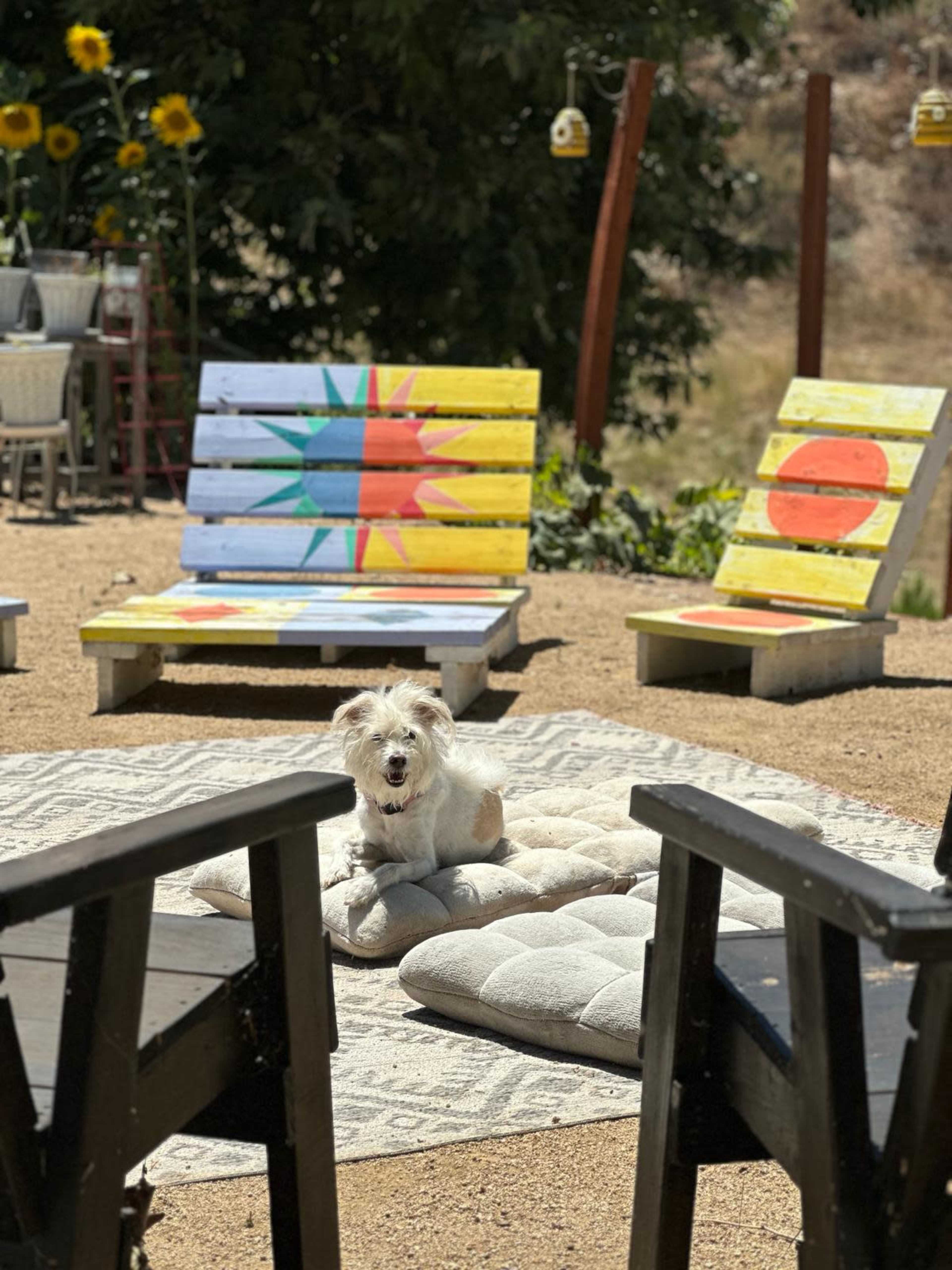 A small dog sits on a cushion in an outdoor seating area featuring brightly painted chairs and sunflowers in the background.