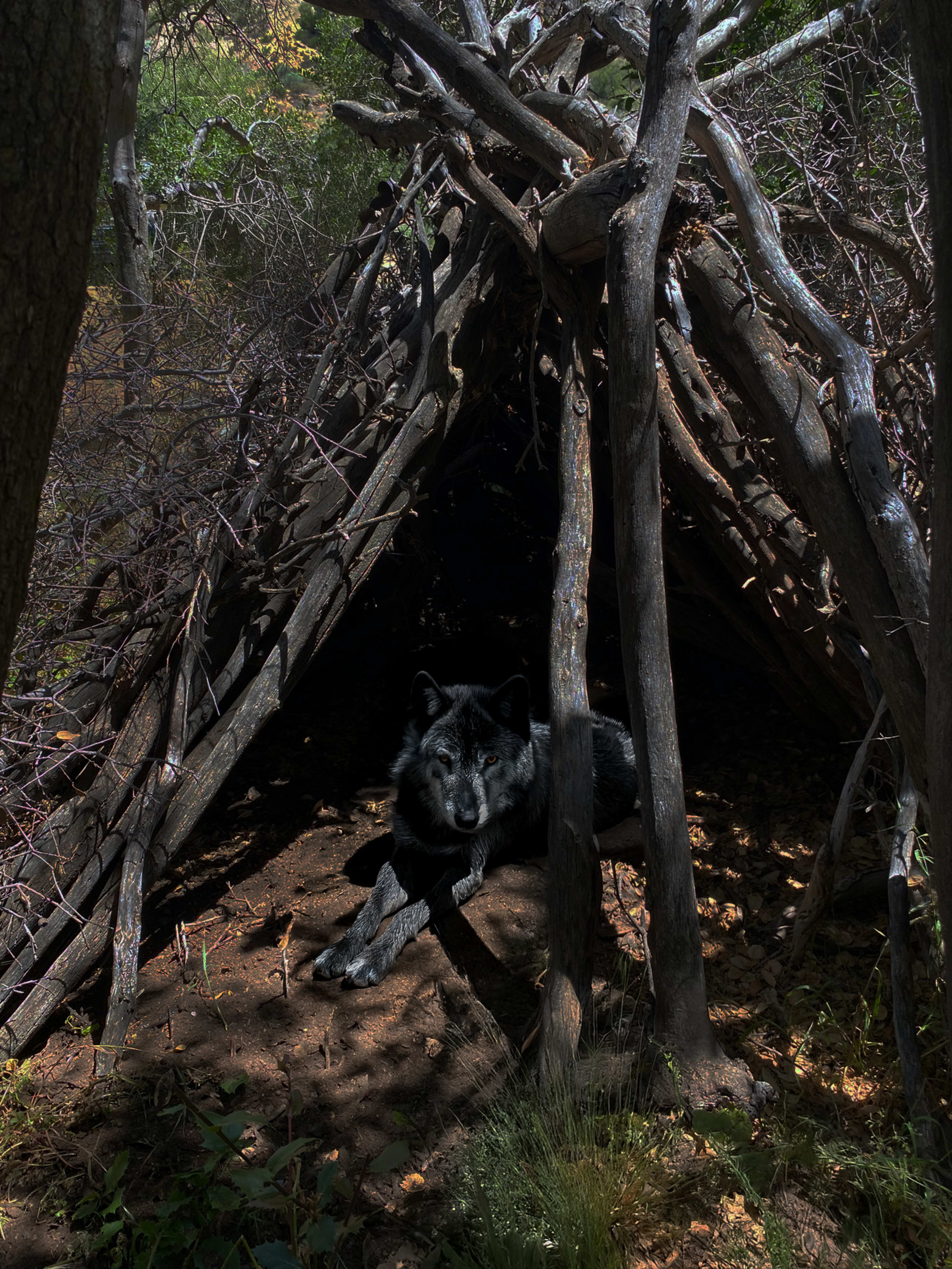 The Clearing – Ephemeral Forest Circle | Natural Set Image in Leona Valley, Leona Valley, CA