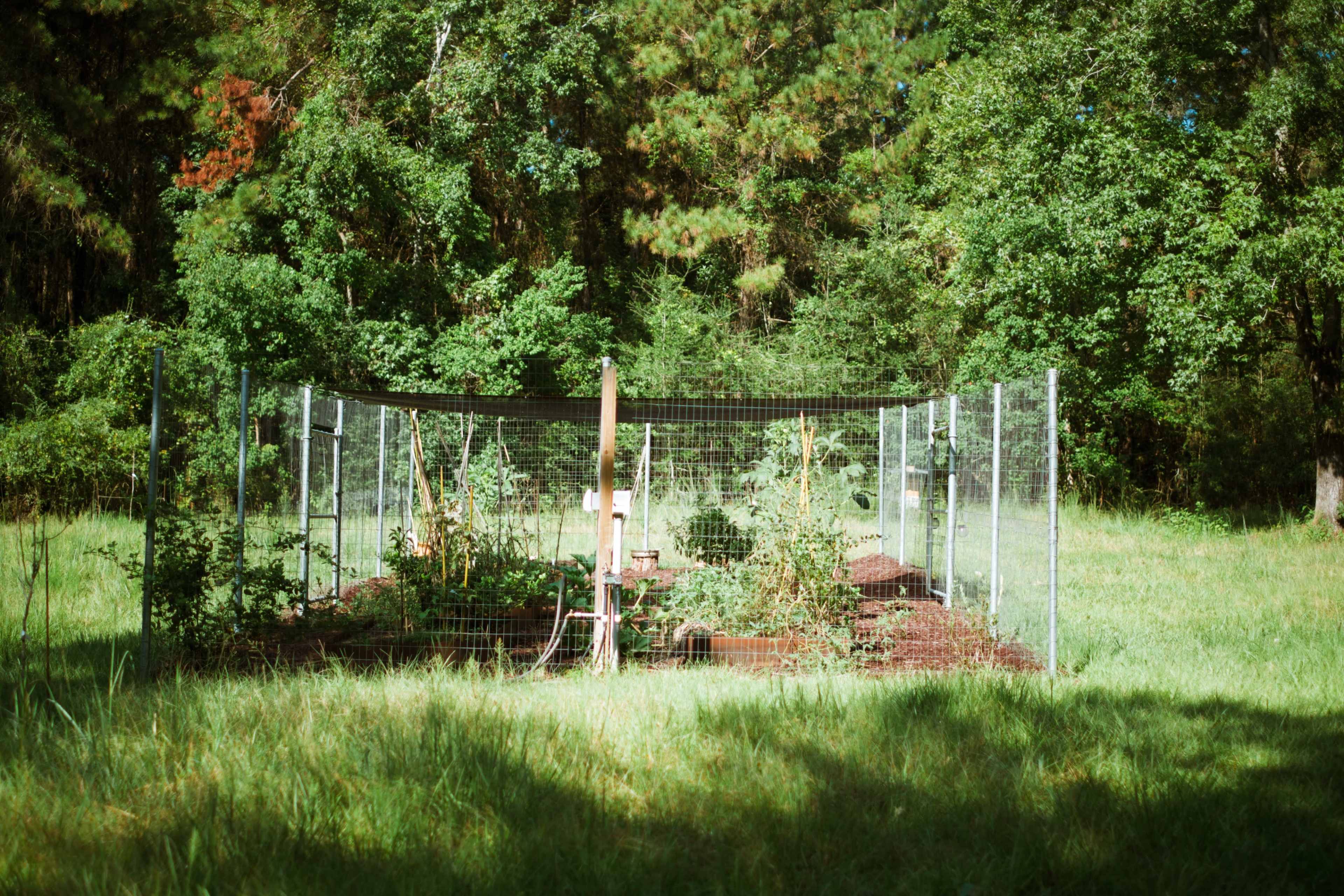 A fenced vegetable garden is situated in a grassy area surrounded by trees.