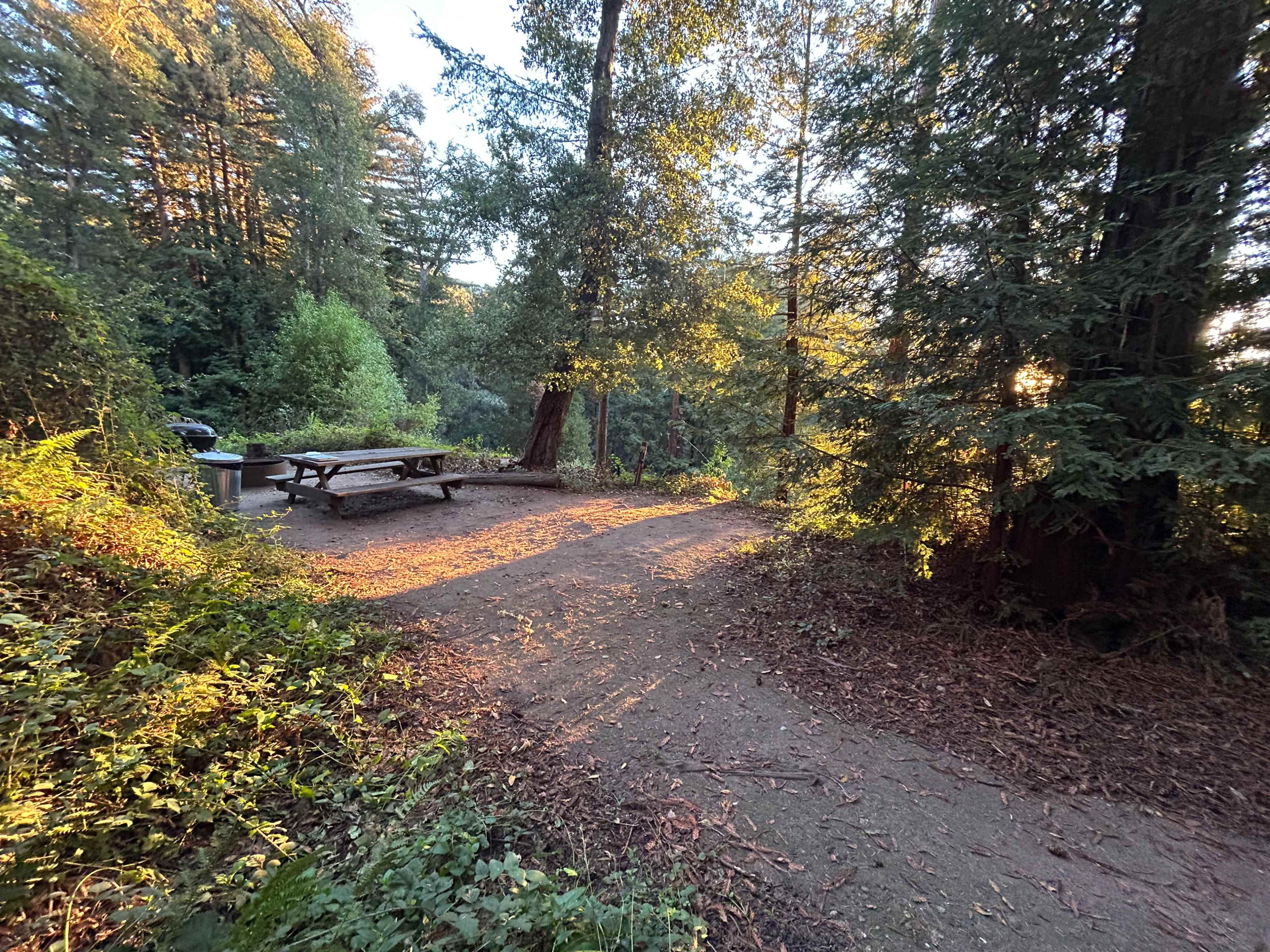 A picnic area with a wooden table and benches is surrounded by trees in a sunlit forest clearing.