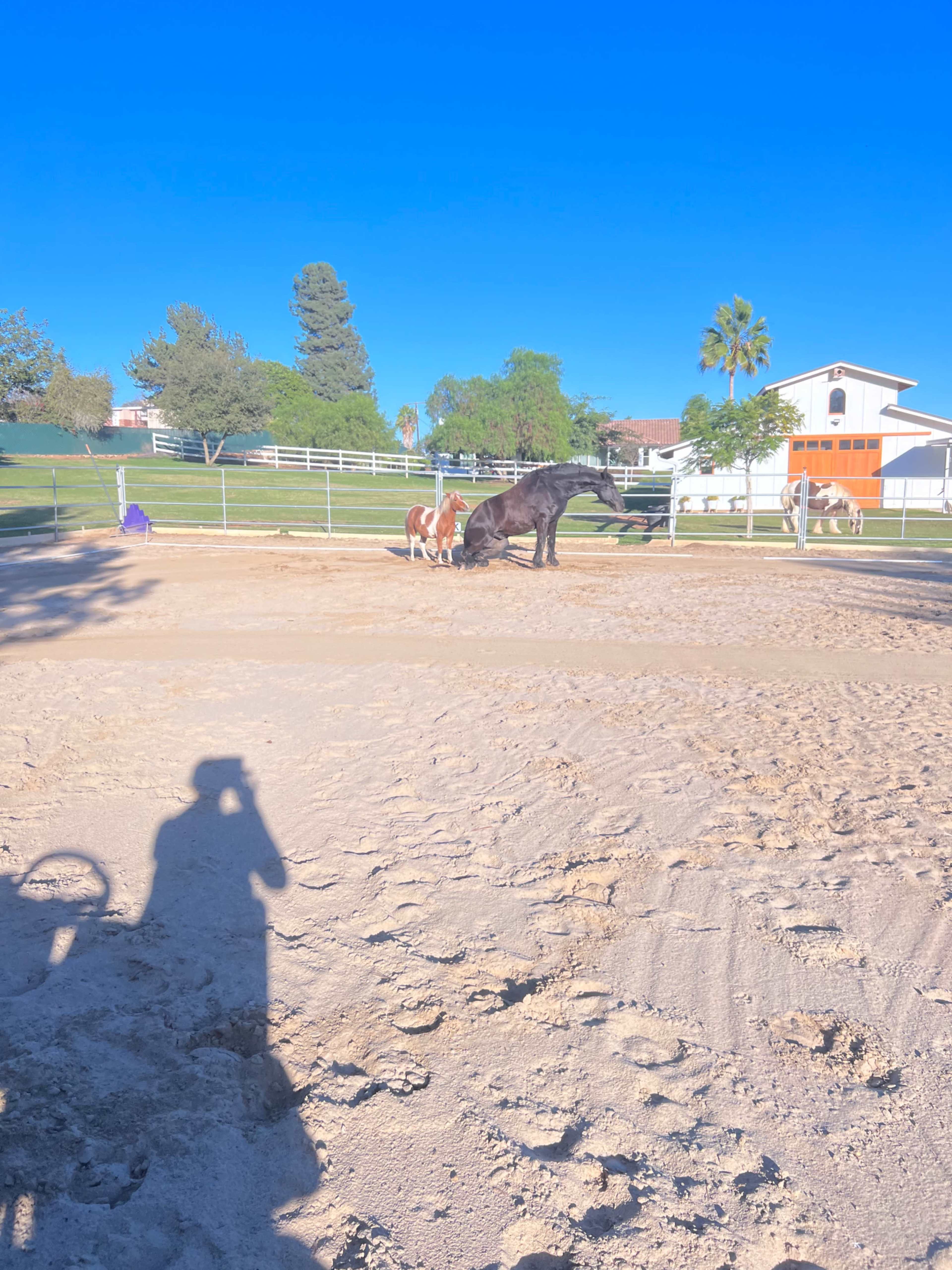 A black horse and a brown pony stand on a sandy area near a fenced pasture with a house and trees in the background.