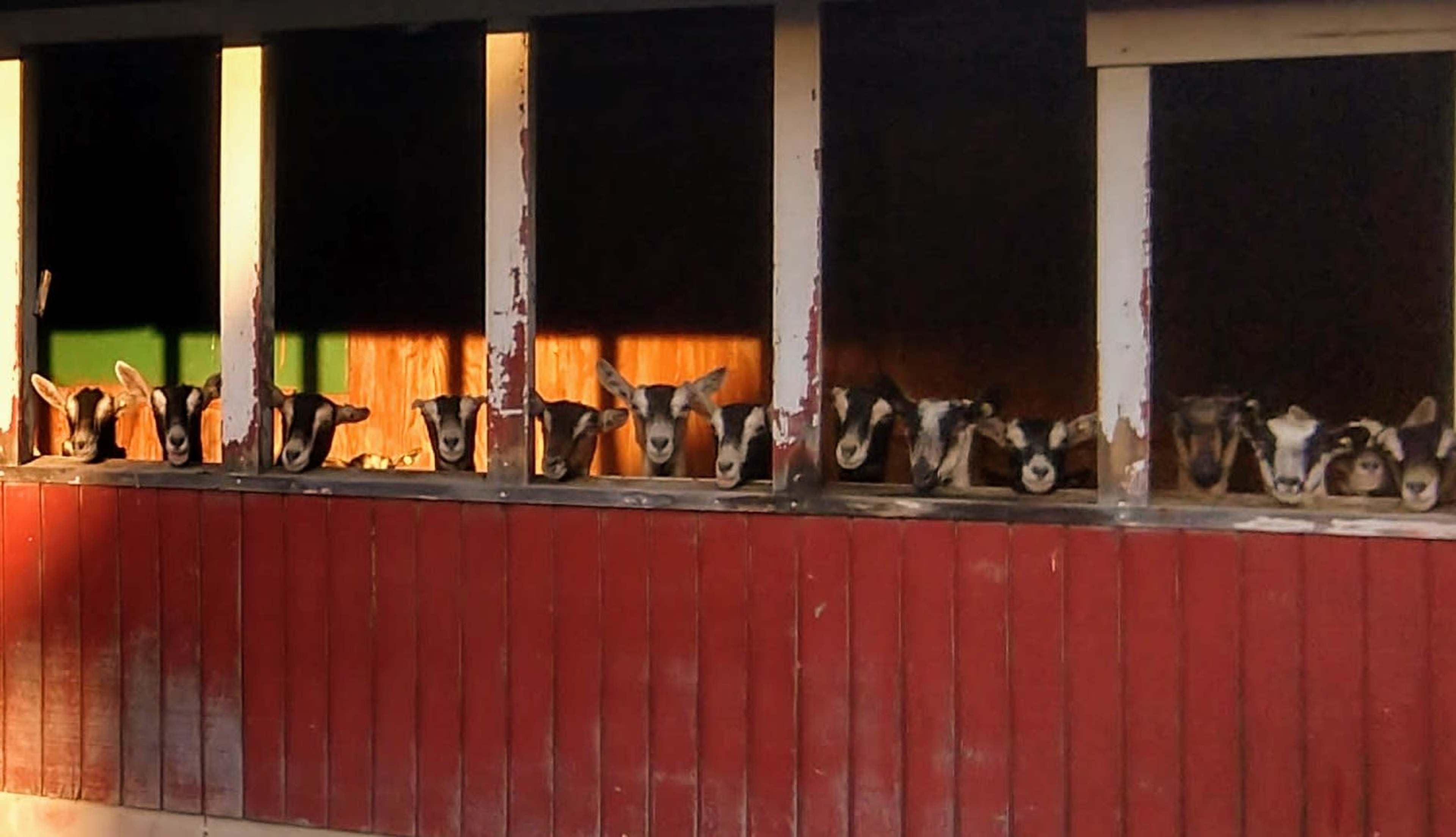 A row of goats stands in a barn, peering out through the open windows.