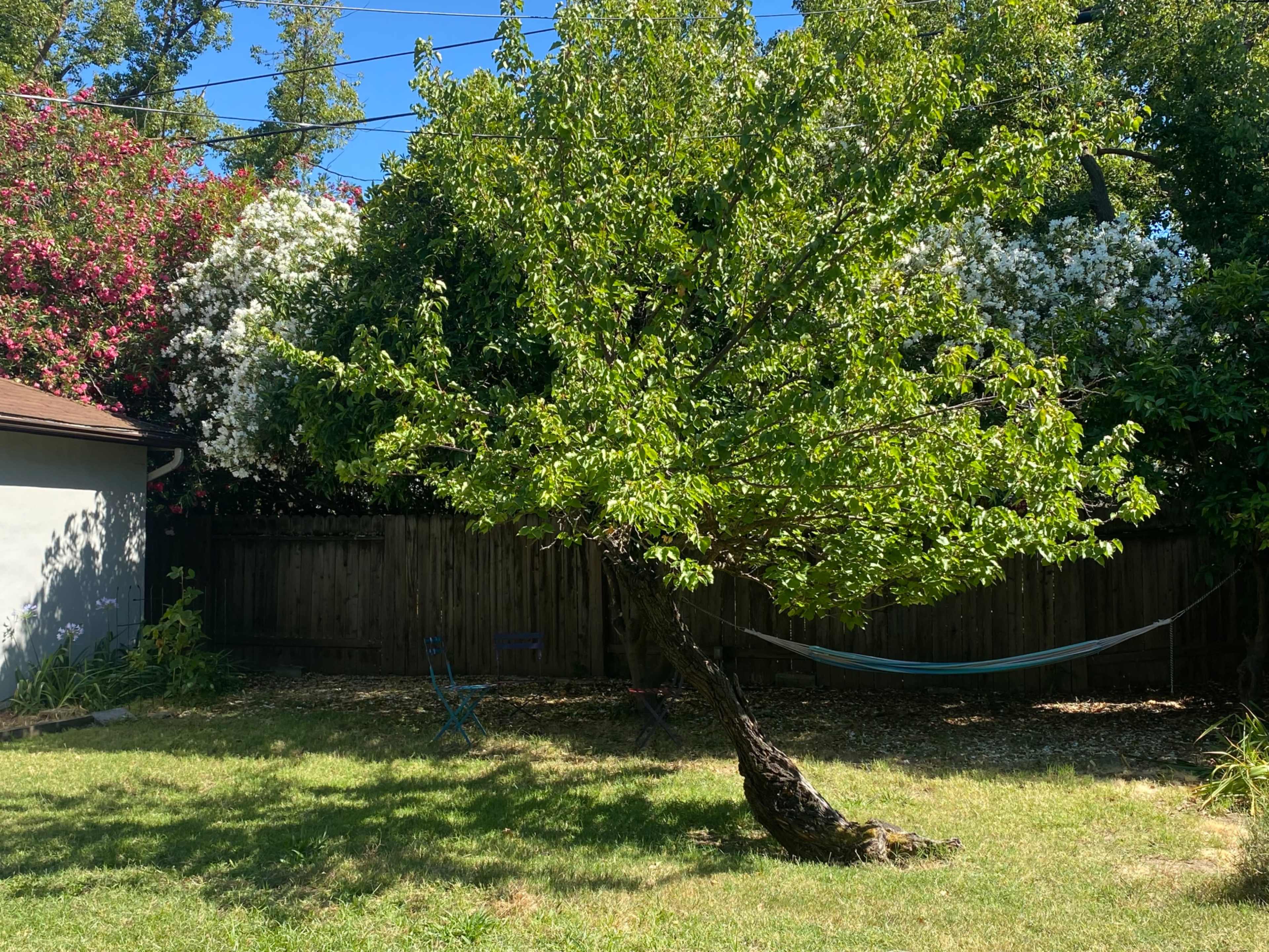 A crooked tree stands in a grassy backyard, surrounded by blooming flowering shrubs and a hammock hung between two posts.