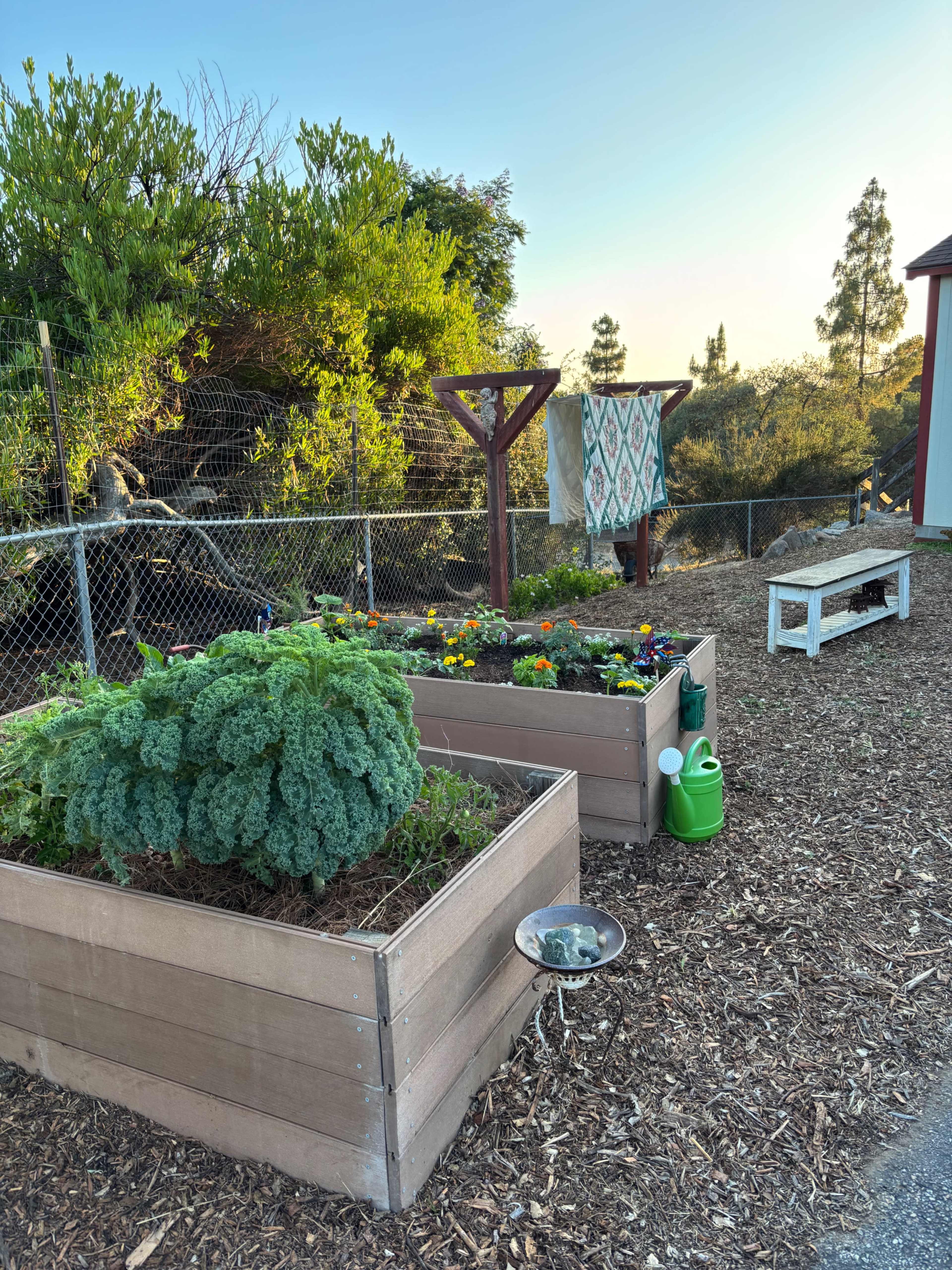 The image shows a garden with raised wooden beds filled with plants, a watering can, and a clothesline with fabric hanging in the background.