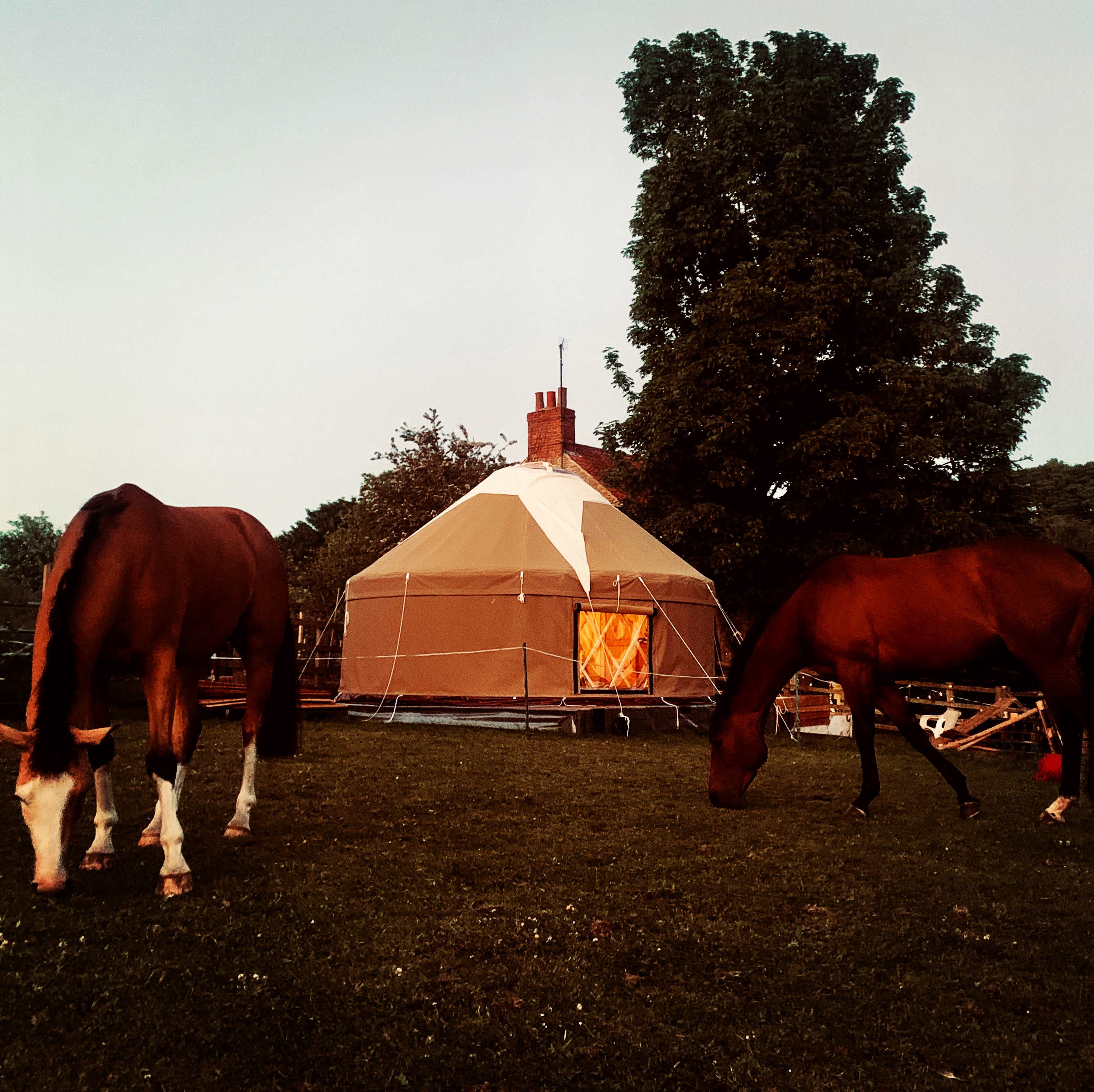 Two horses graze in a grassy area near a yurt with a glowing window and a large tree in the background.