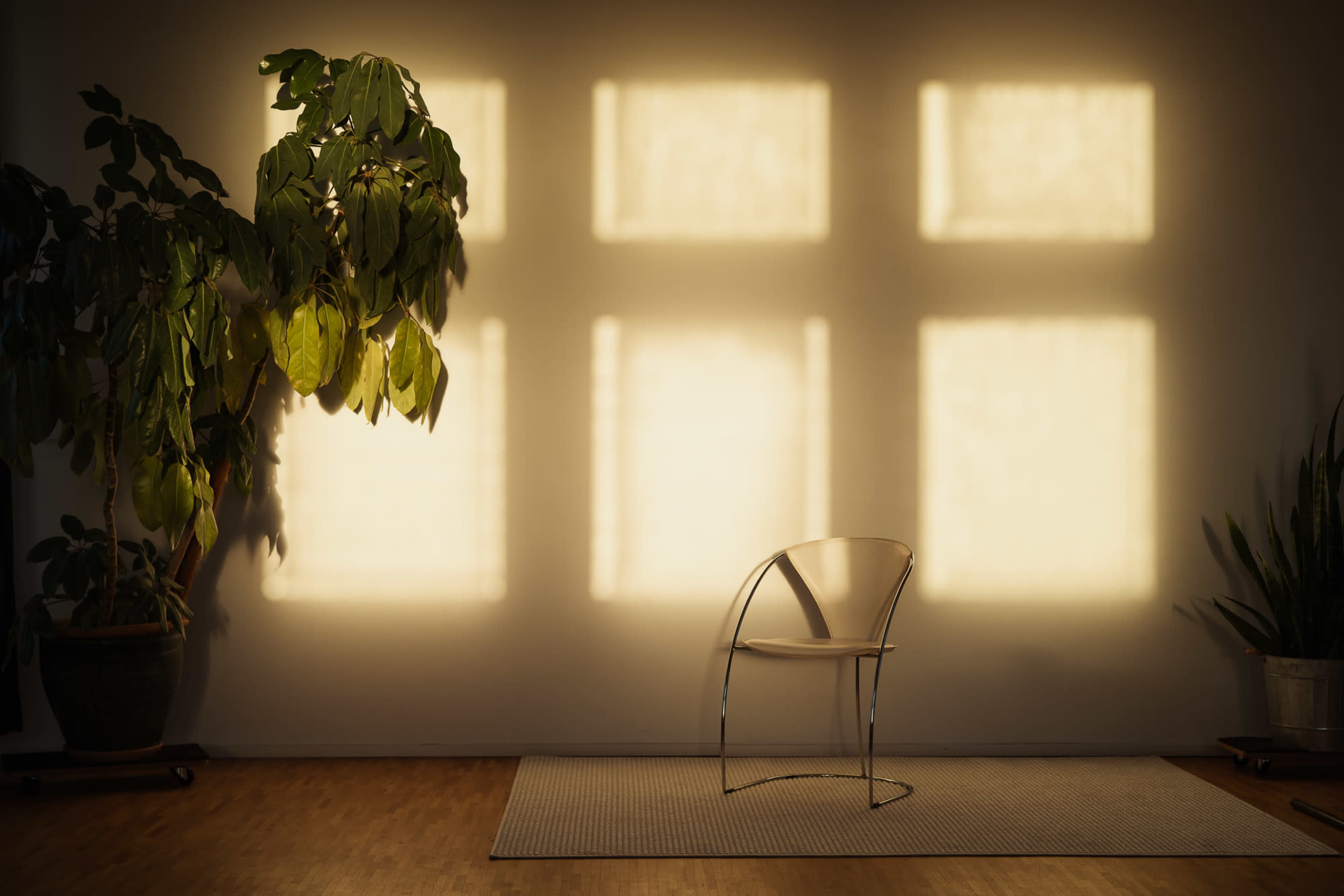 A single transparent chair is positioned on a rug in front of a wall illuminated by the shadows of a large plant and sunlight filtering through large windows.