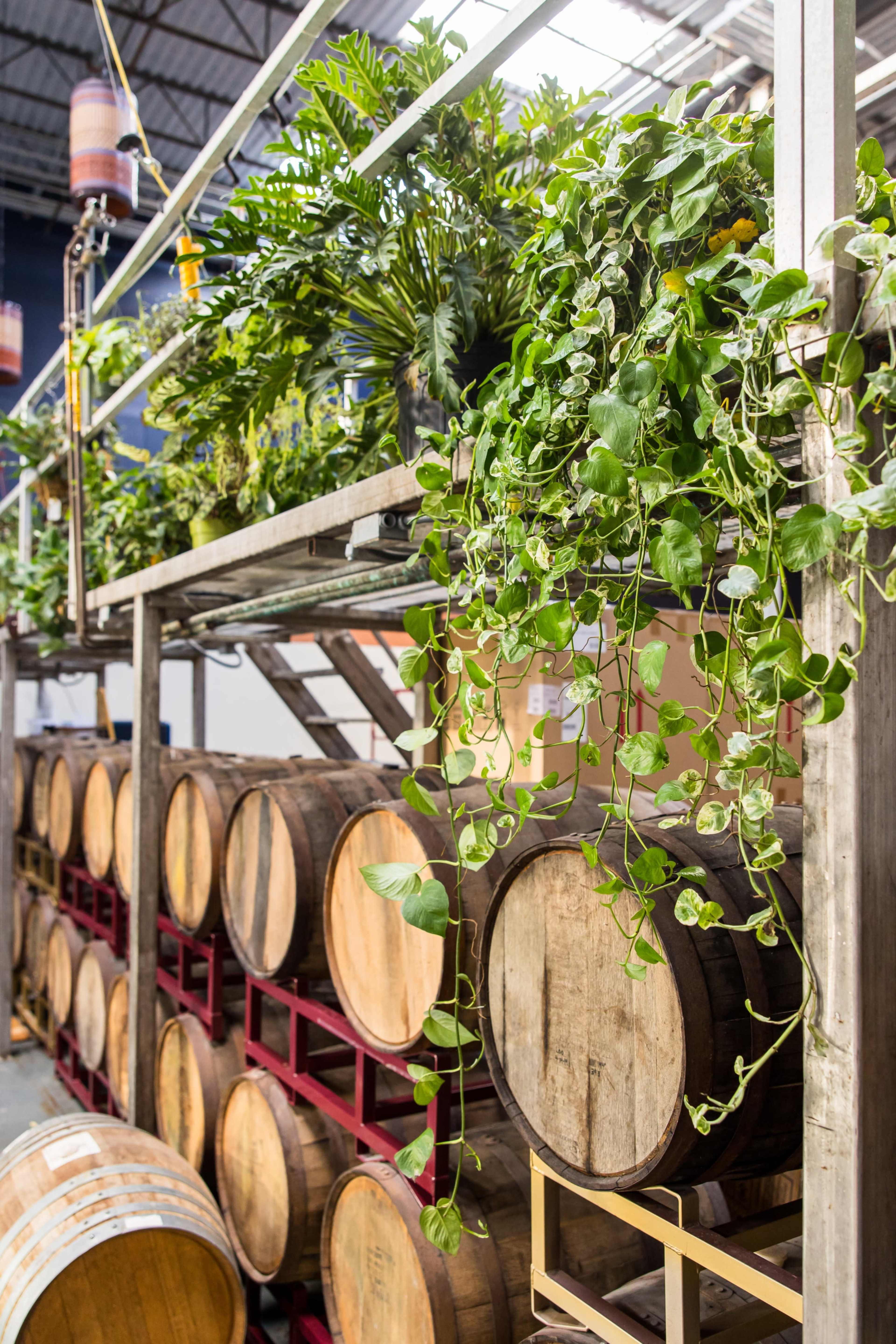 A wooden rack filled with plant vines sits above several stacked barrels in a warehouse.