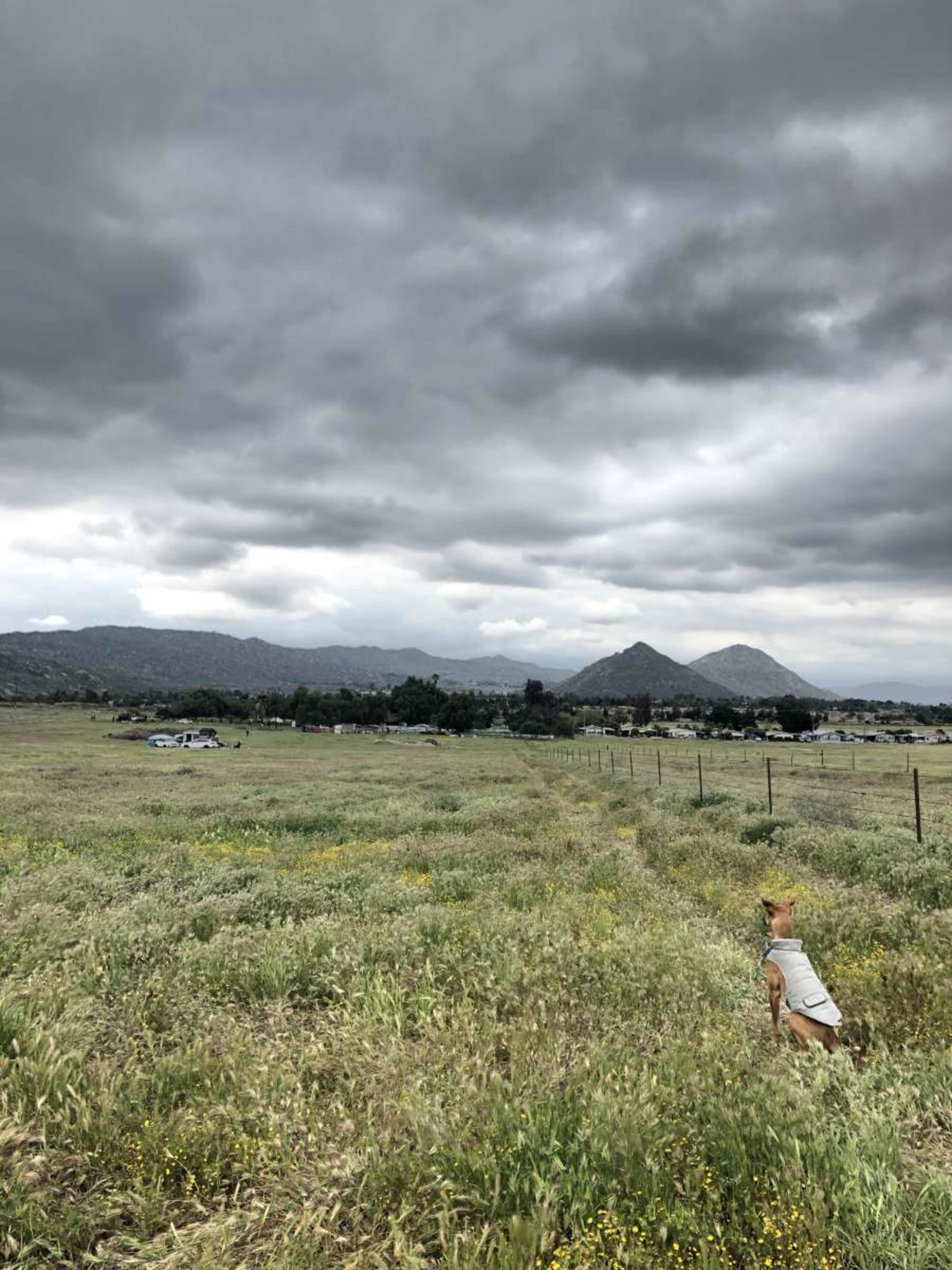 A dog sits in a grassy field under a cloudy sky with mountains in the background.