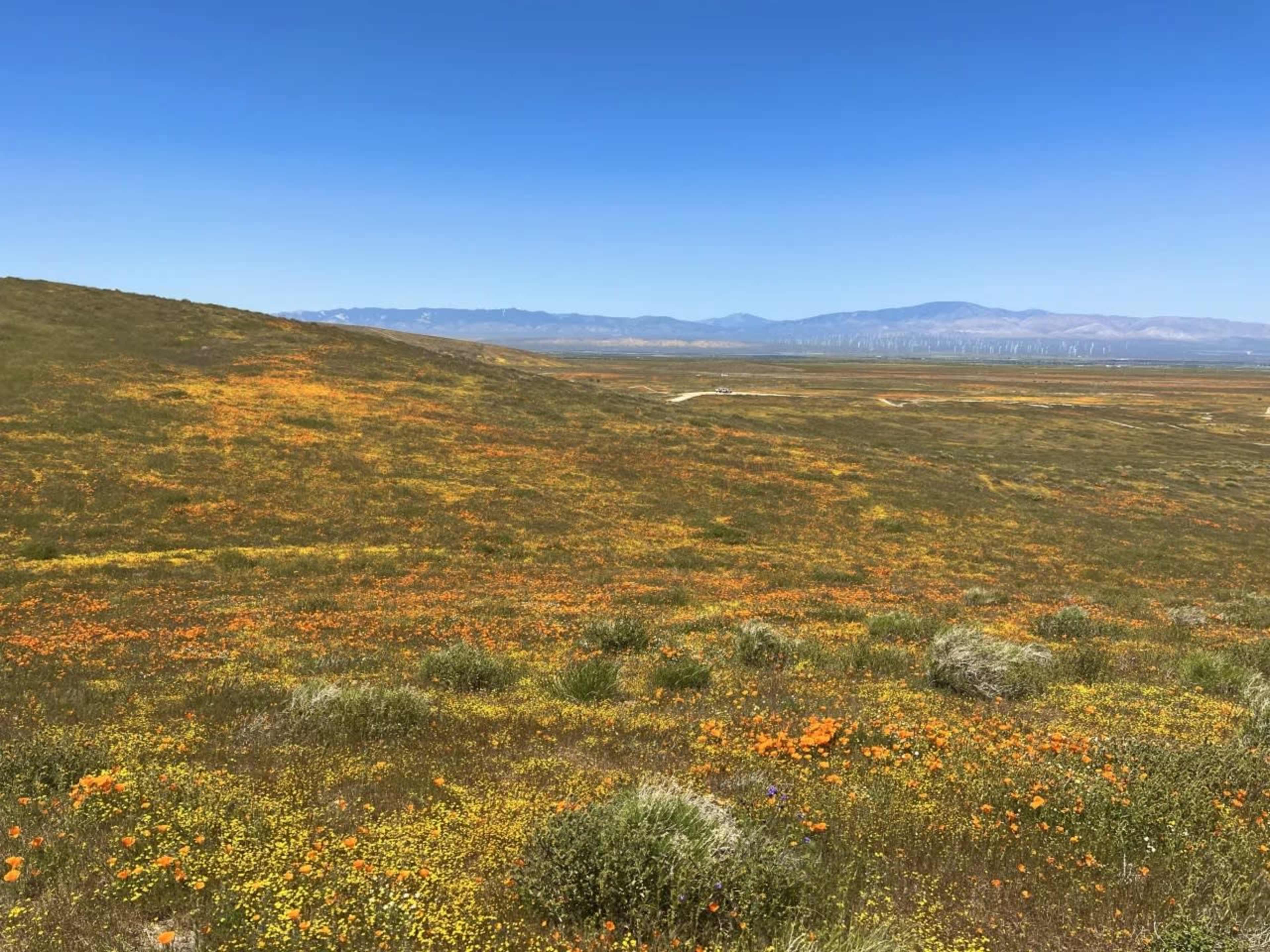 A vast landscape of rolling hills is covered with vibrant wildflowers and distant mountains under a clear blue sky.
