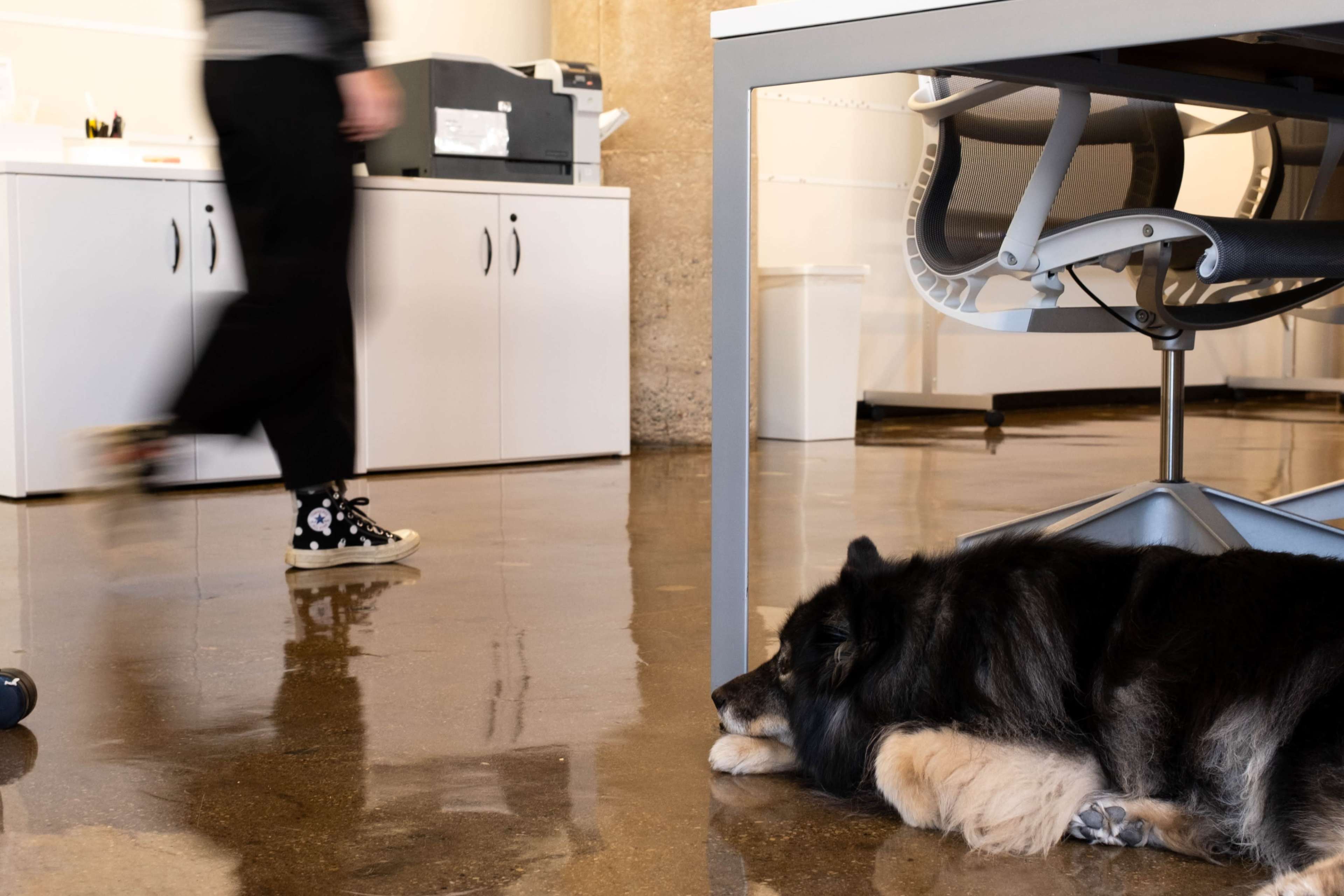 A dog lies on the floor under a desk while a person walks by in an office setting.