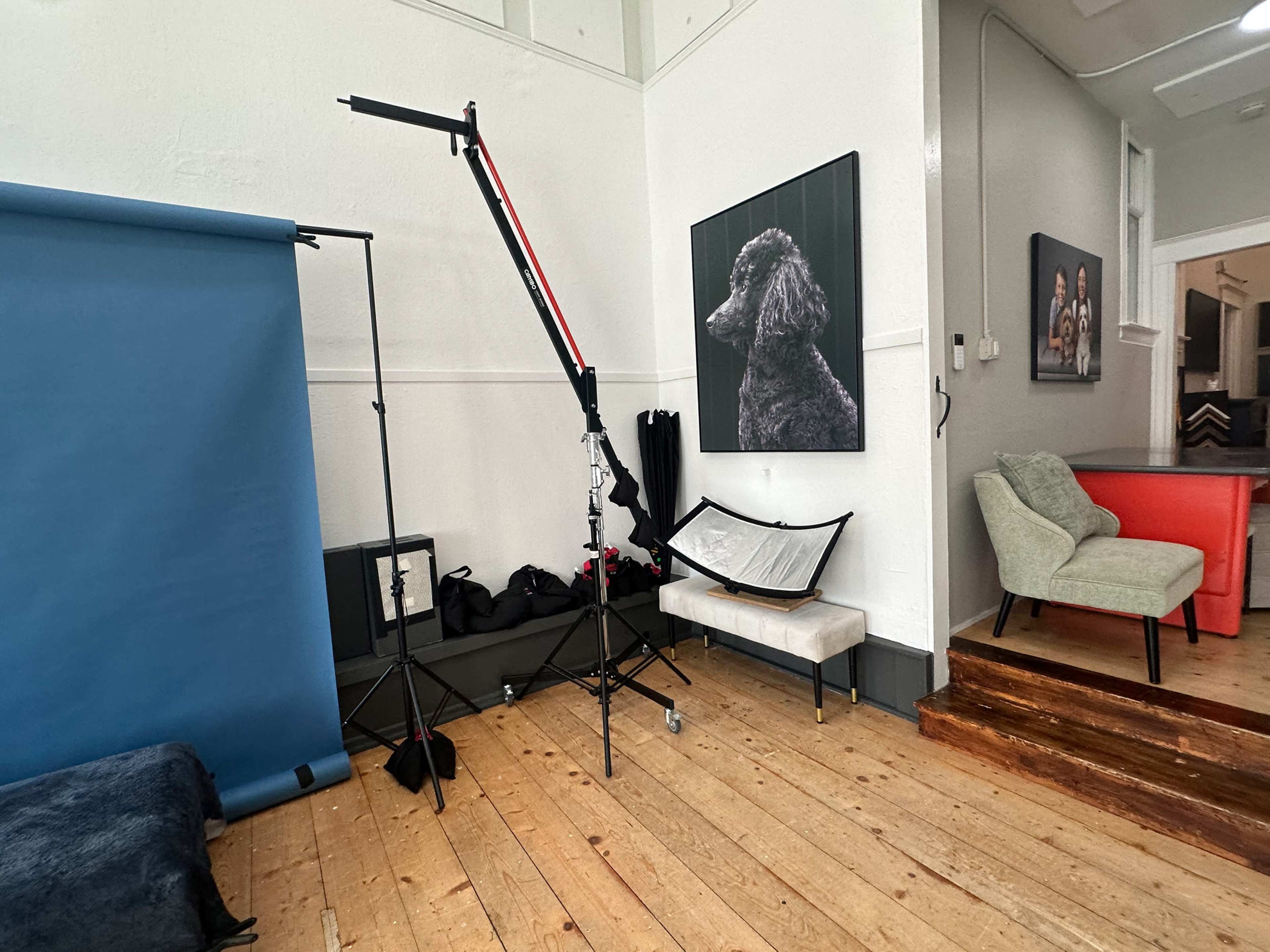The image shows a photography studio with a blue backdrop, a lighting setup, and a black and white portrait of a poodle on the wall.