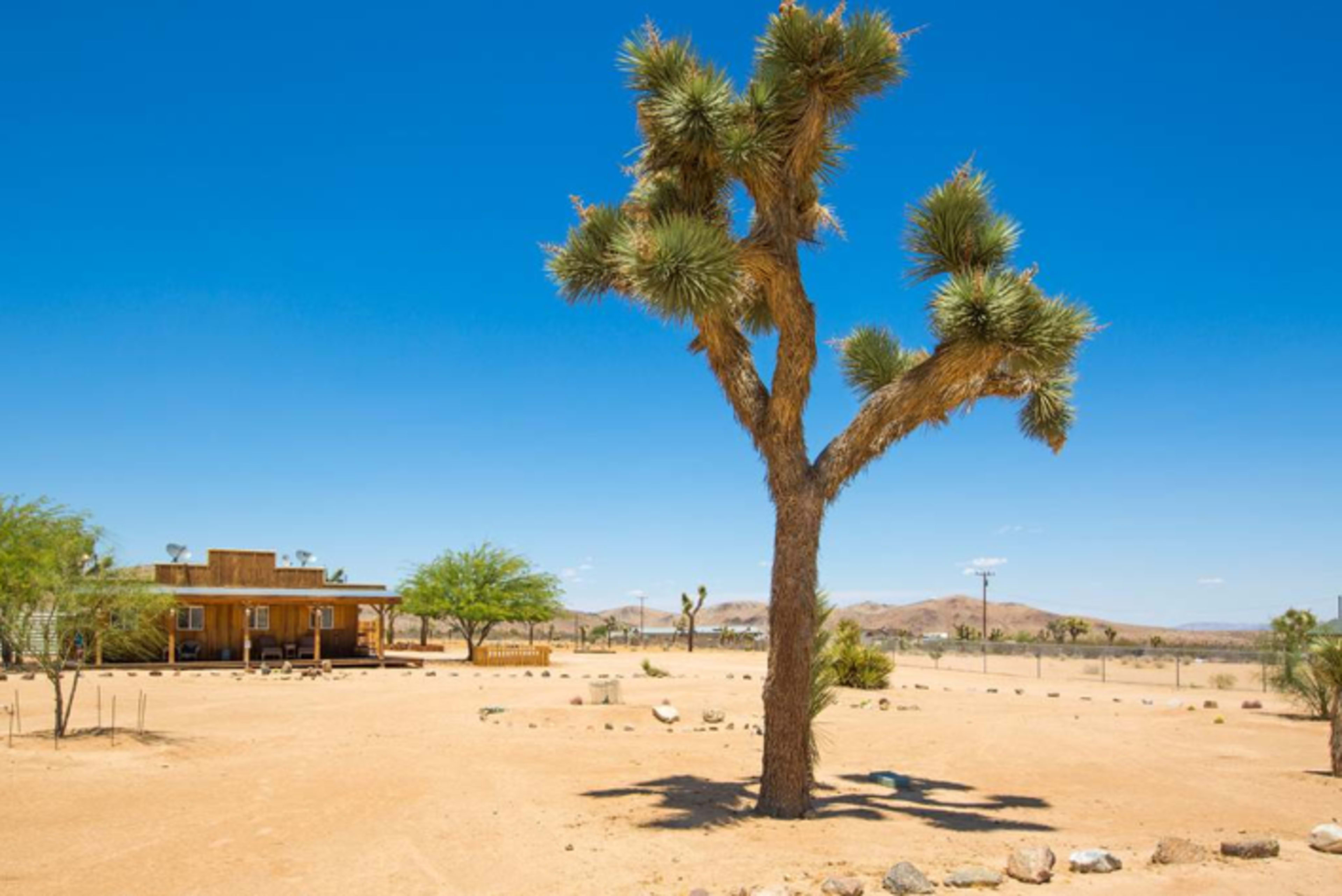 A solitary Joshua tree stands in a desert landscape near a wooden building under a clear blue sky.