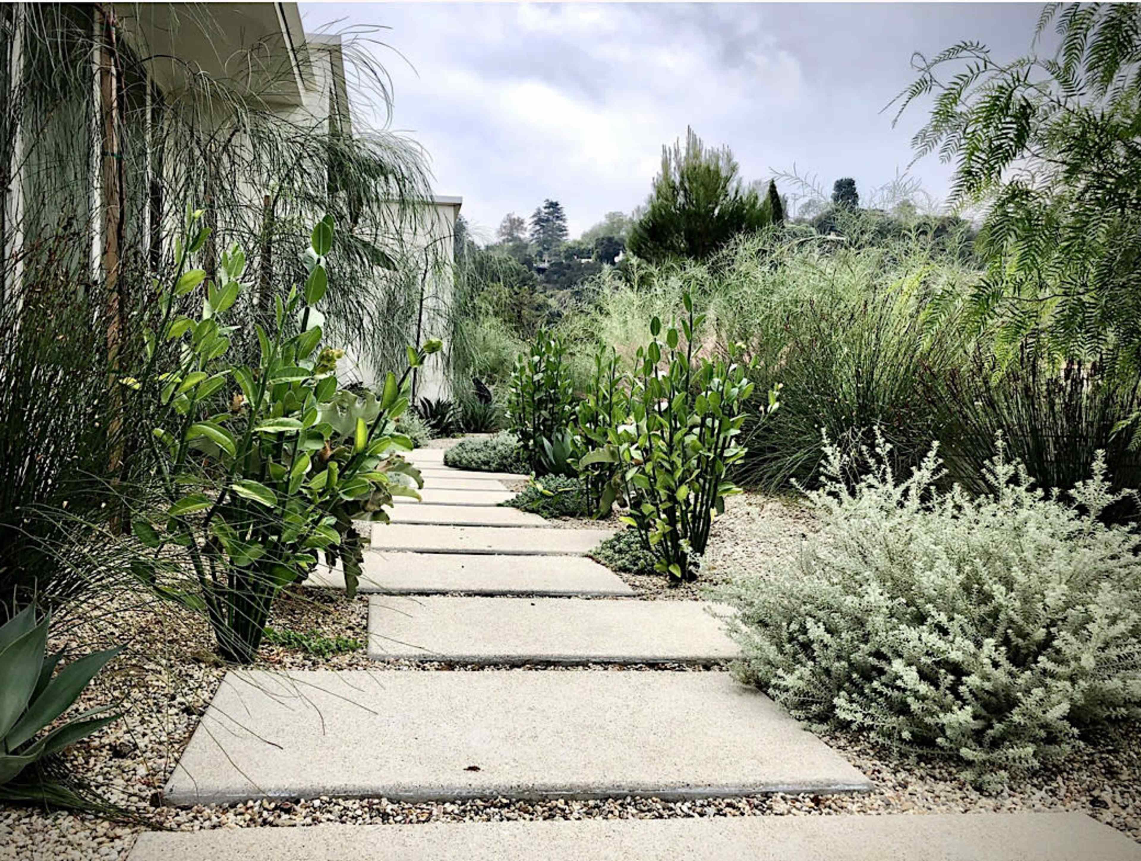 A concrete walkway lined with various greenery leads through a landscaped garden.