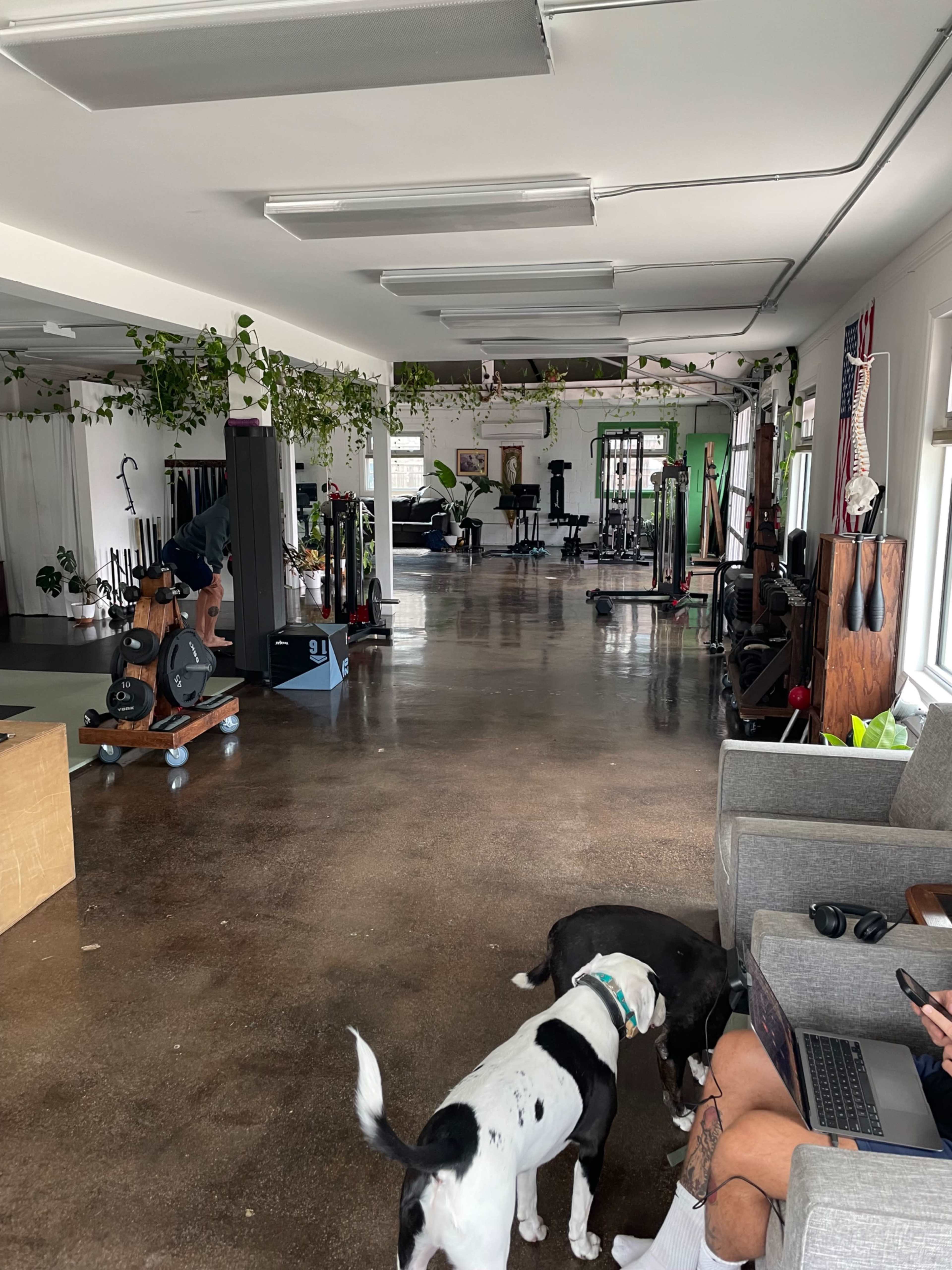 The image shows a spacious gym or exercise studio with various workout equipment, large windows, and two dogs on the floor.