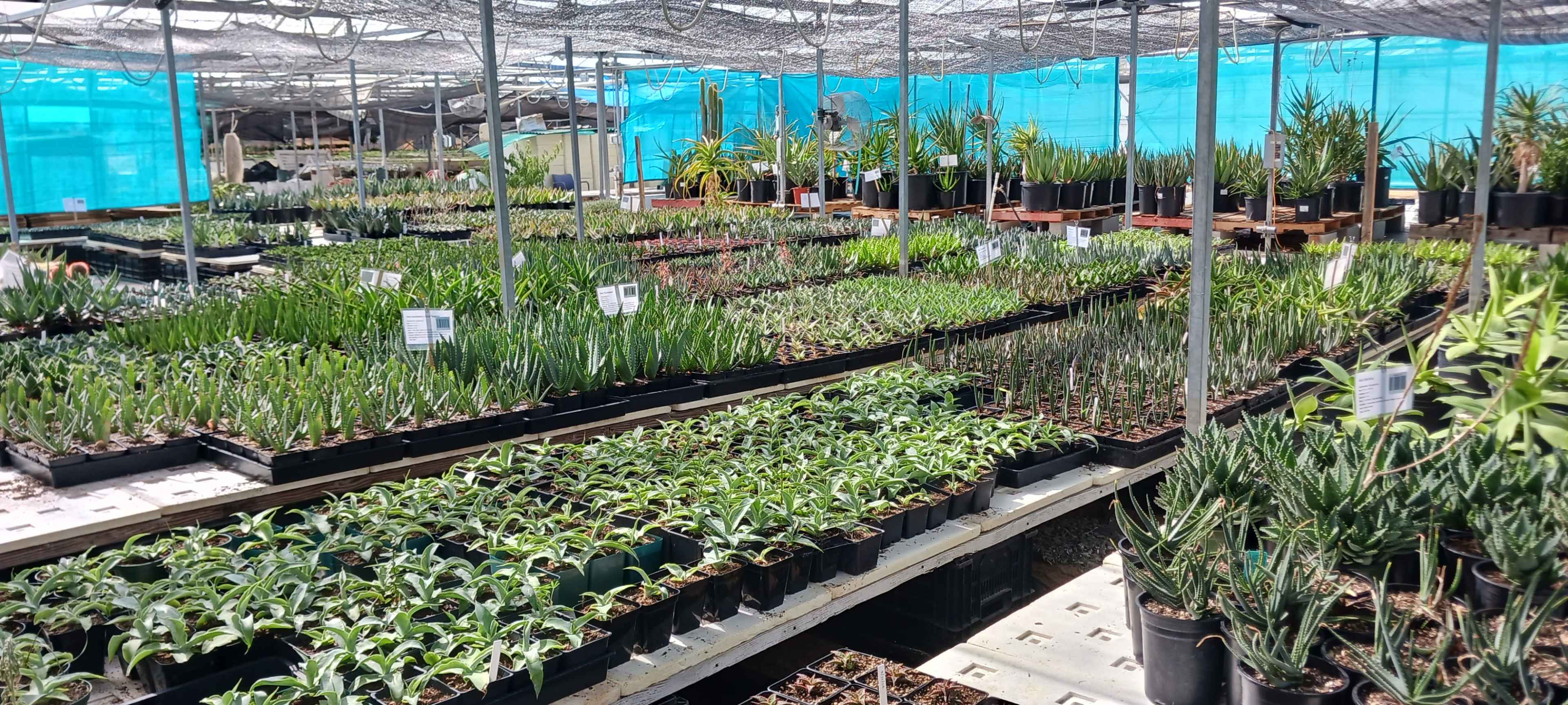 Hwy 1 Greenhouse with thousands of plants Image in Half Moon Bay, HalfMoon Bay, CA
