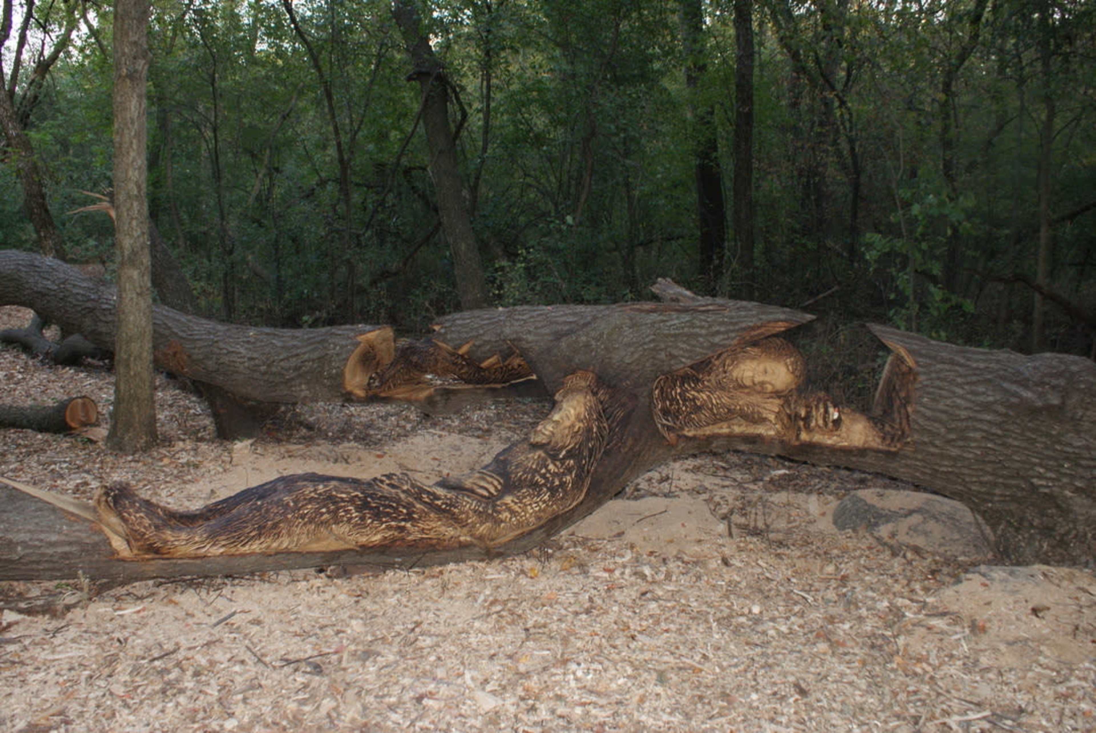 A fallen tree lies on the ground in a wooded area, showcasing intricate patterns carved into its bark.