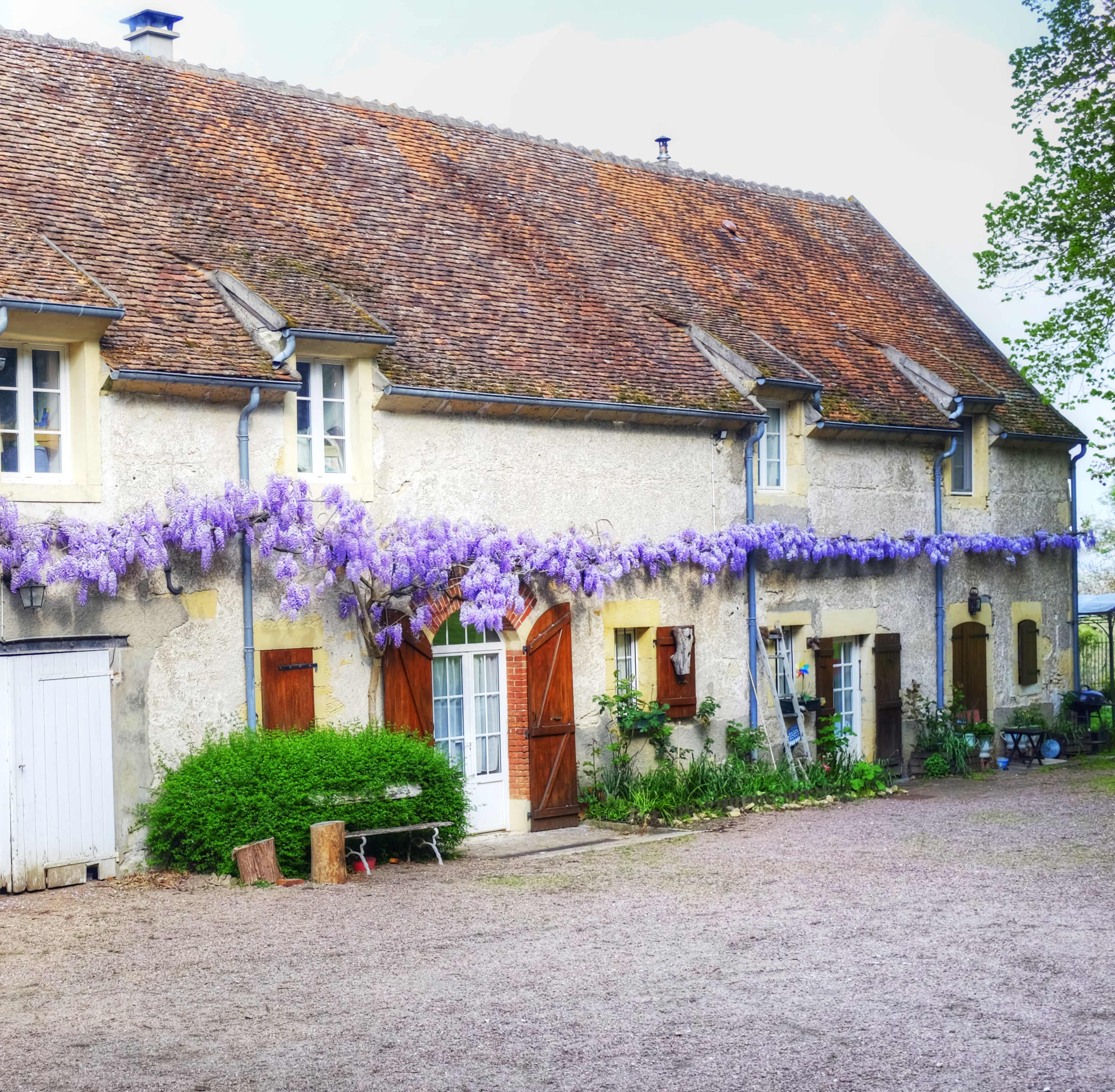 A stone house with a sloping roof is adorned with clusters of purple wisteria blooming along its facade.