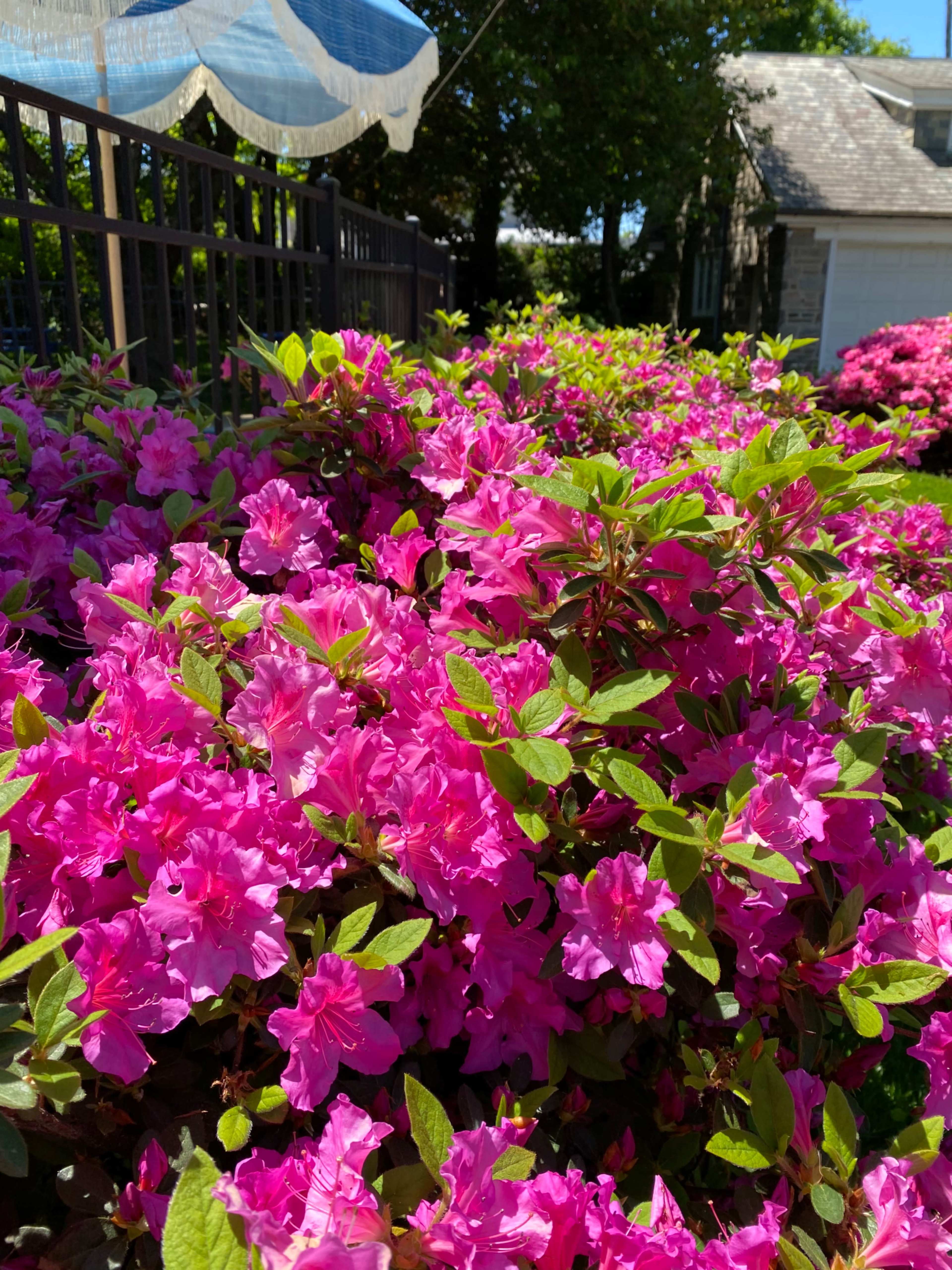 A vibrant bush of pink azalea flowers in a garden.