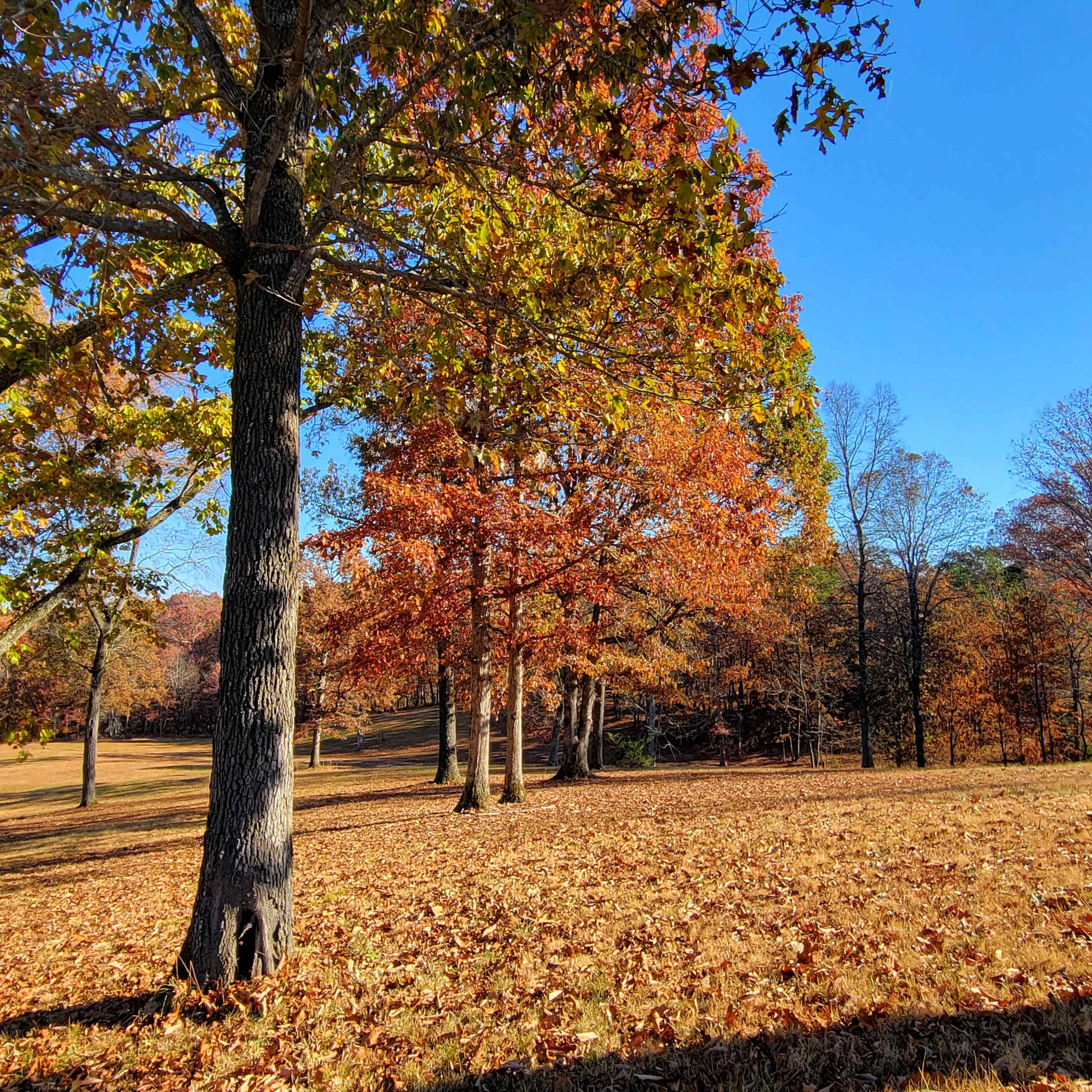 A park in autumn with trees displaying orange and yellow leaves scattered across a grassy area covered in fallen leaves.