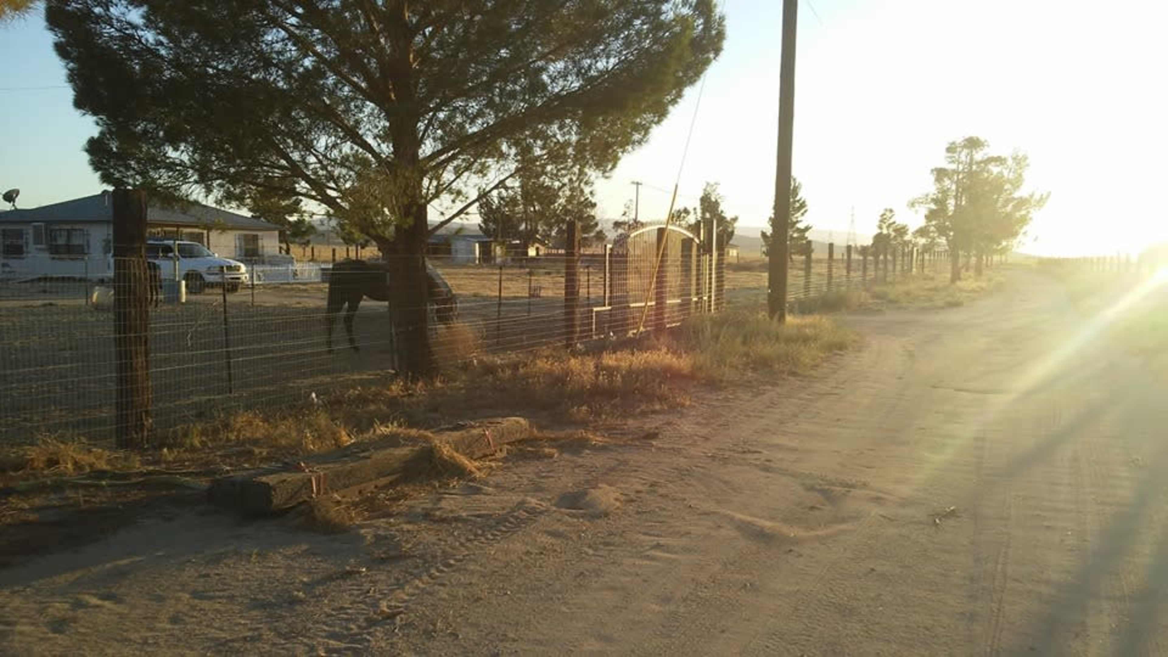 A dirt road runs beside a fenced property with a tree and a horse in the late afternoon sun.