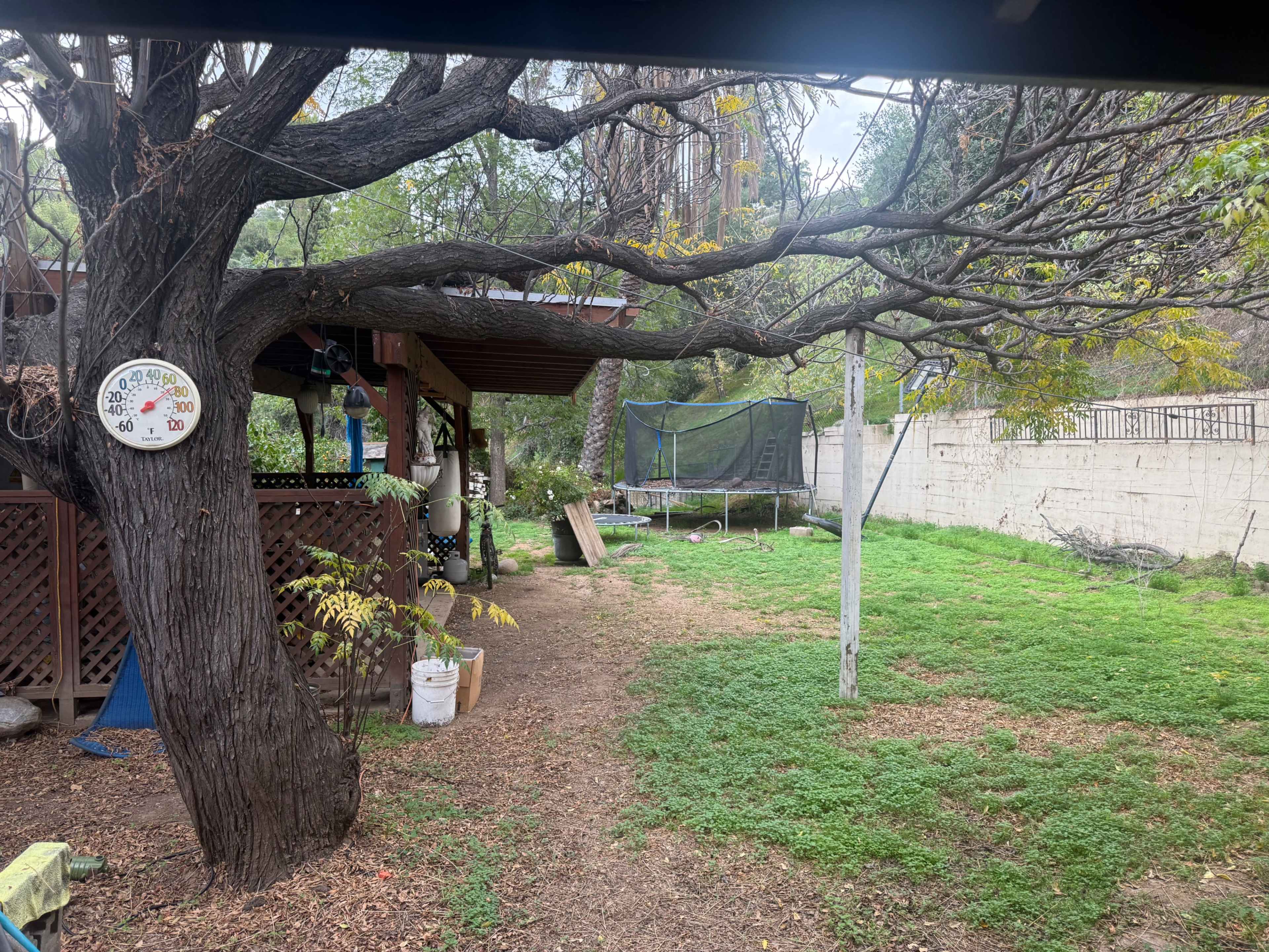 A backyard features a large tree, a trampoline, and a patch of green grass.