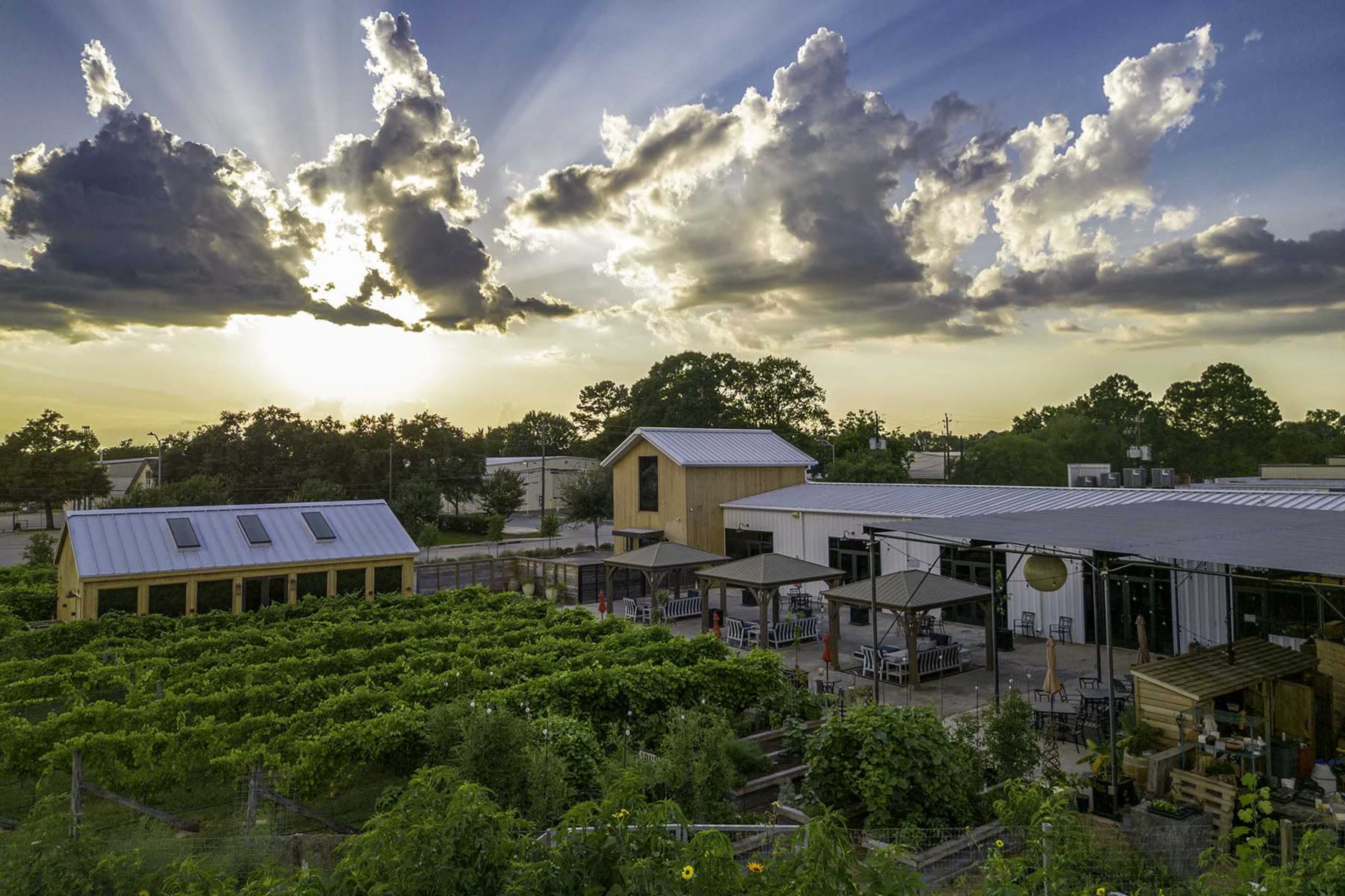 Modern Cedar Cabin in Urban Vineyard Image in Spring Branch West, Houston, TX