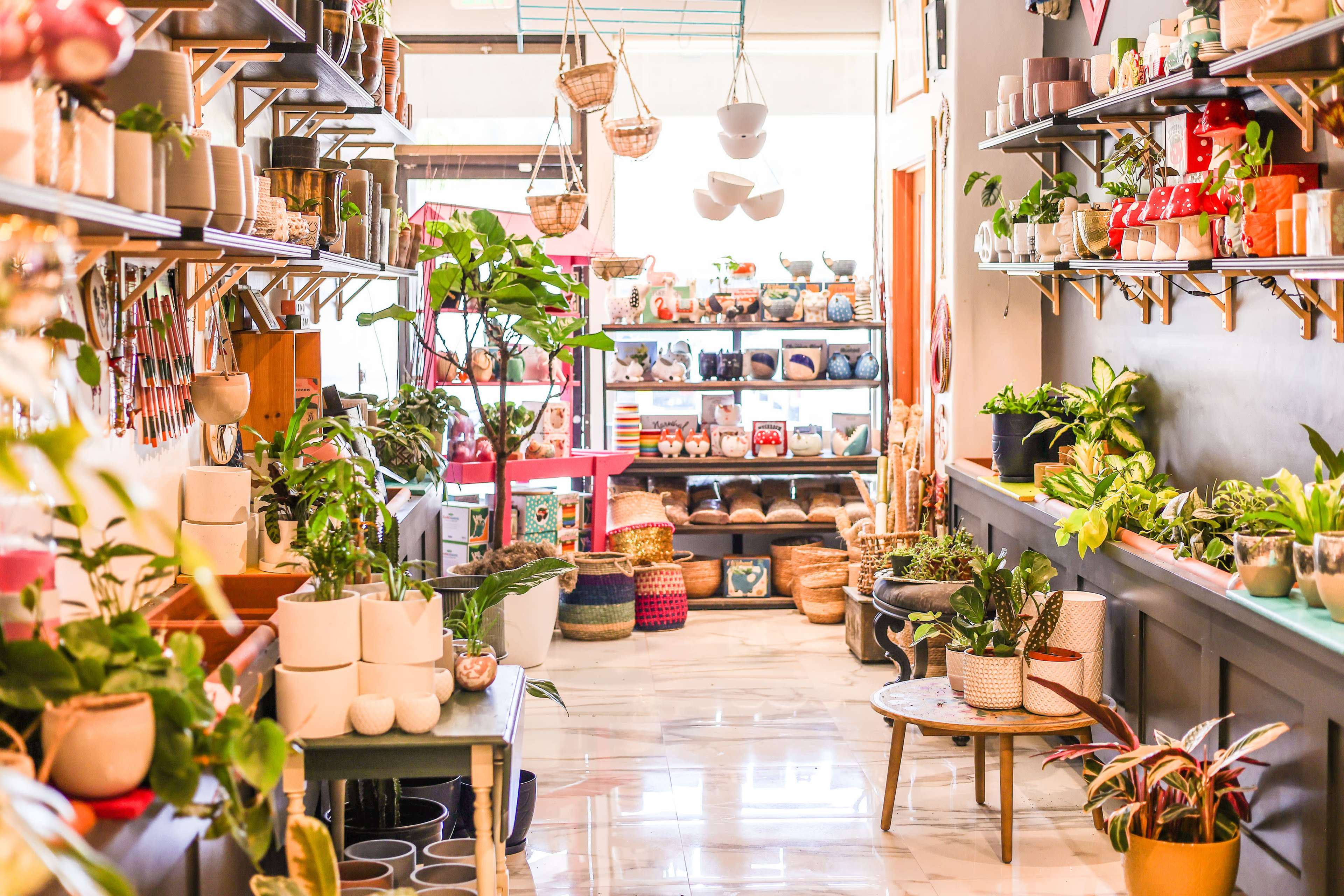 A well-organized indoor shop filled with a variety of plants, decorative pots, and home goods displayed on shelves and tables.