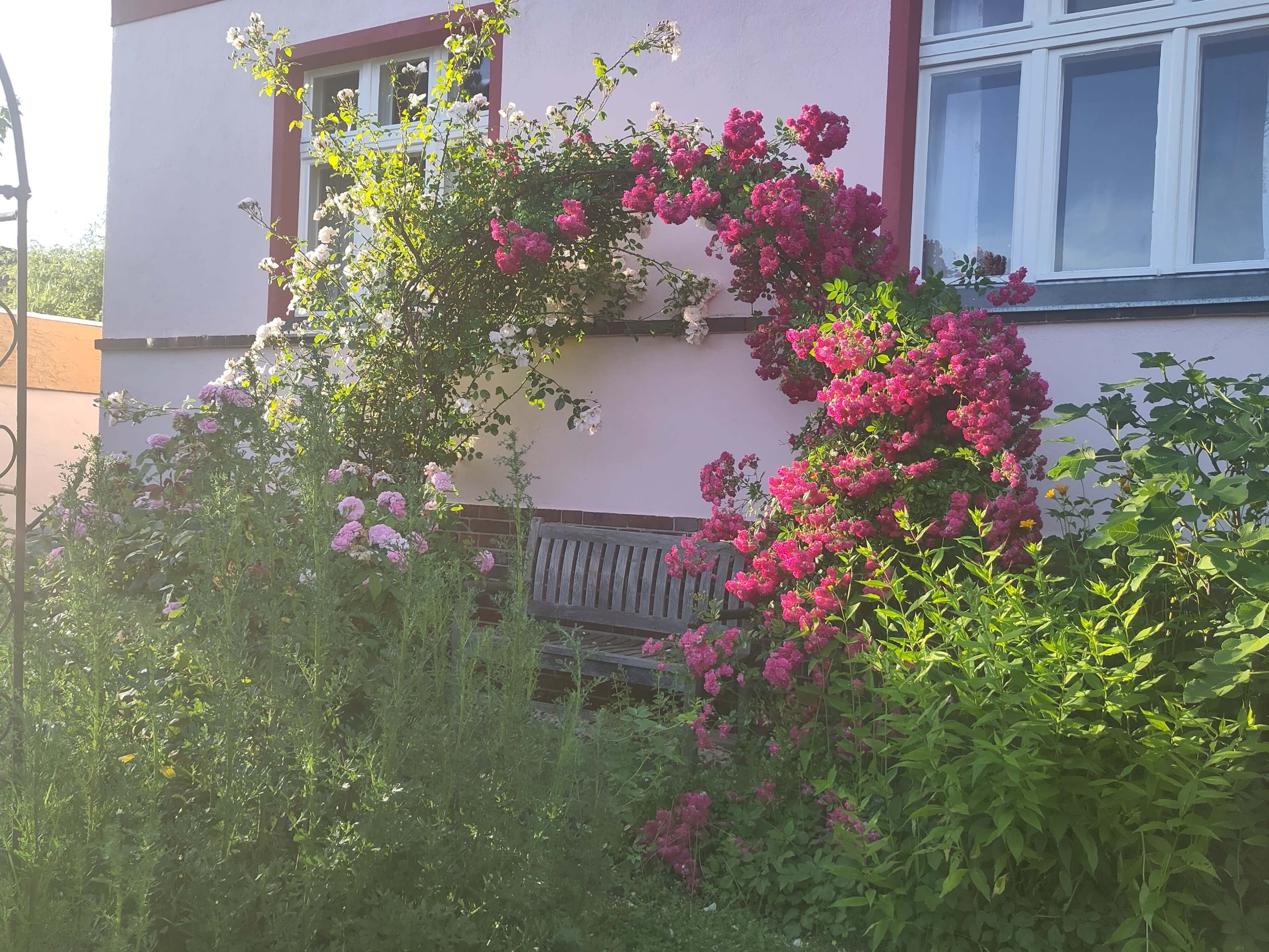 A wooden bench is partially hidden among vibrant pink and white flowers growing beside a building with a pale pink exterior.