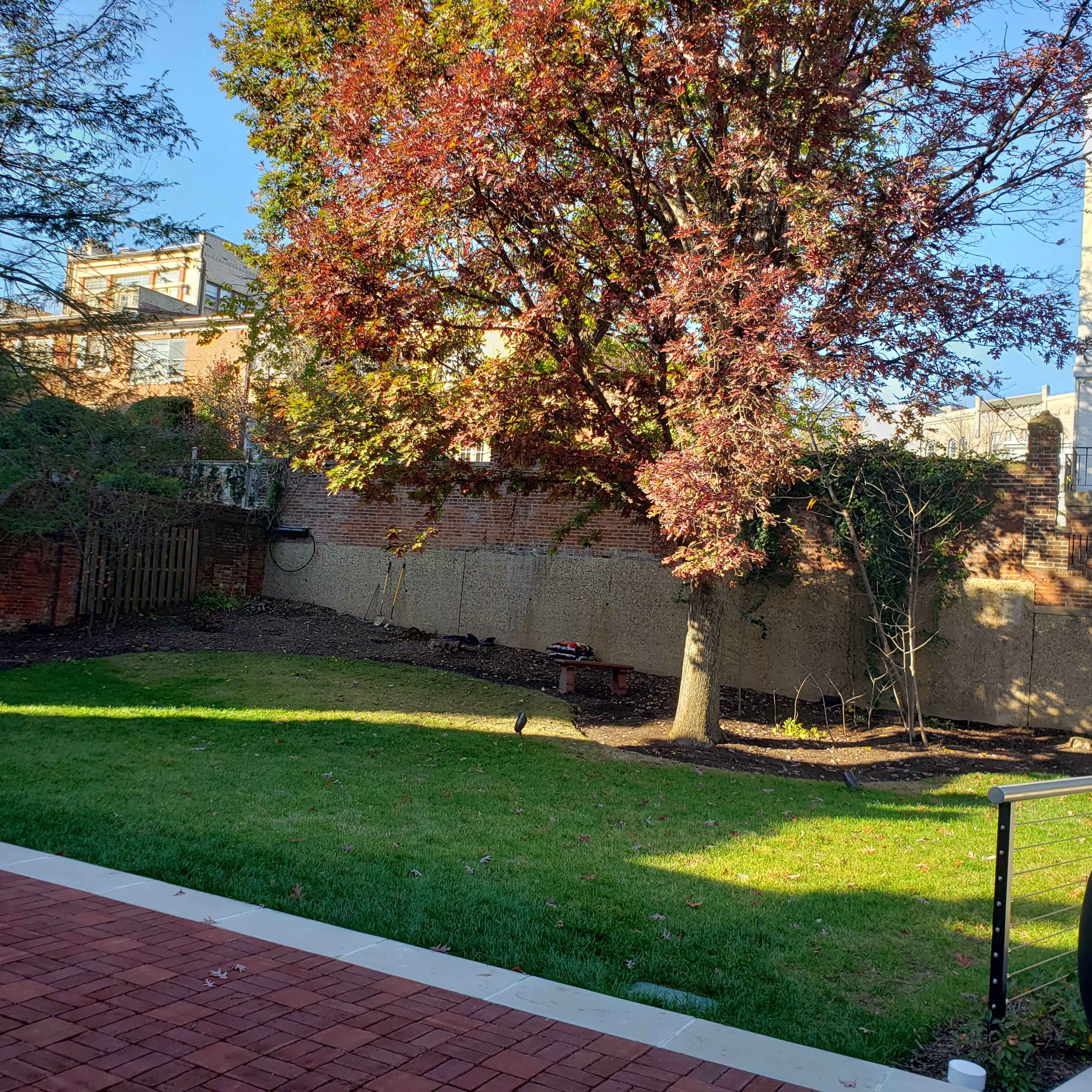 A large tree with reddish leaves stands in a green backyard beside a brick pathway, with a wall and buildings in the background.