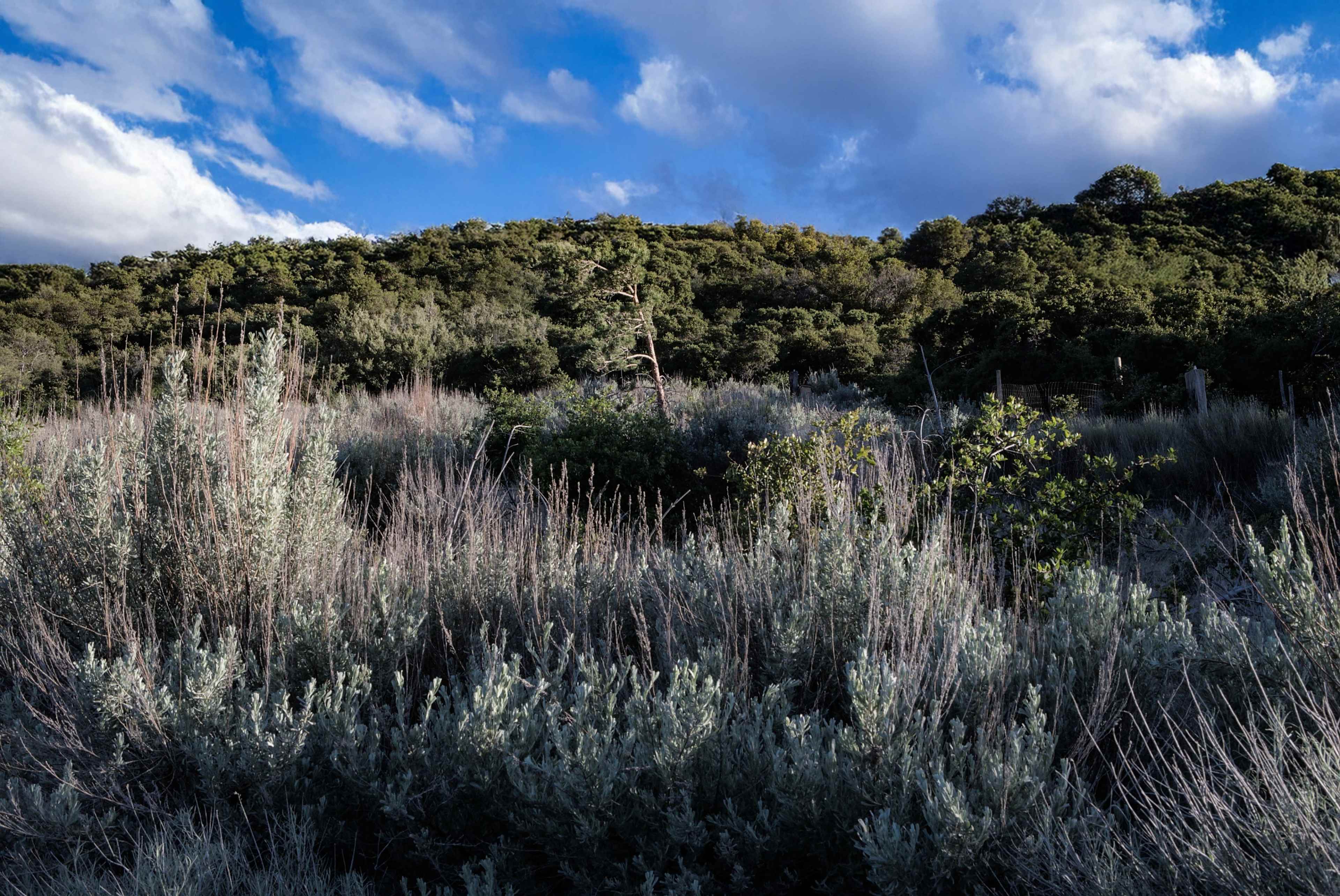 A dense area of mixed vegetation and shrubs stretches across a hillside under a partly cloudy sky.