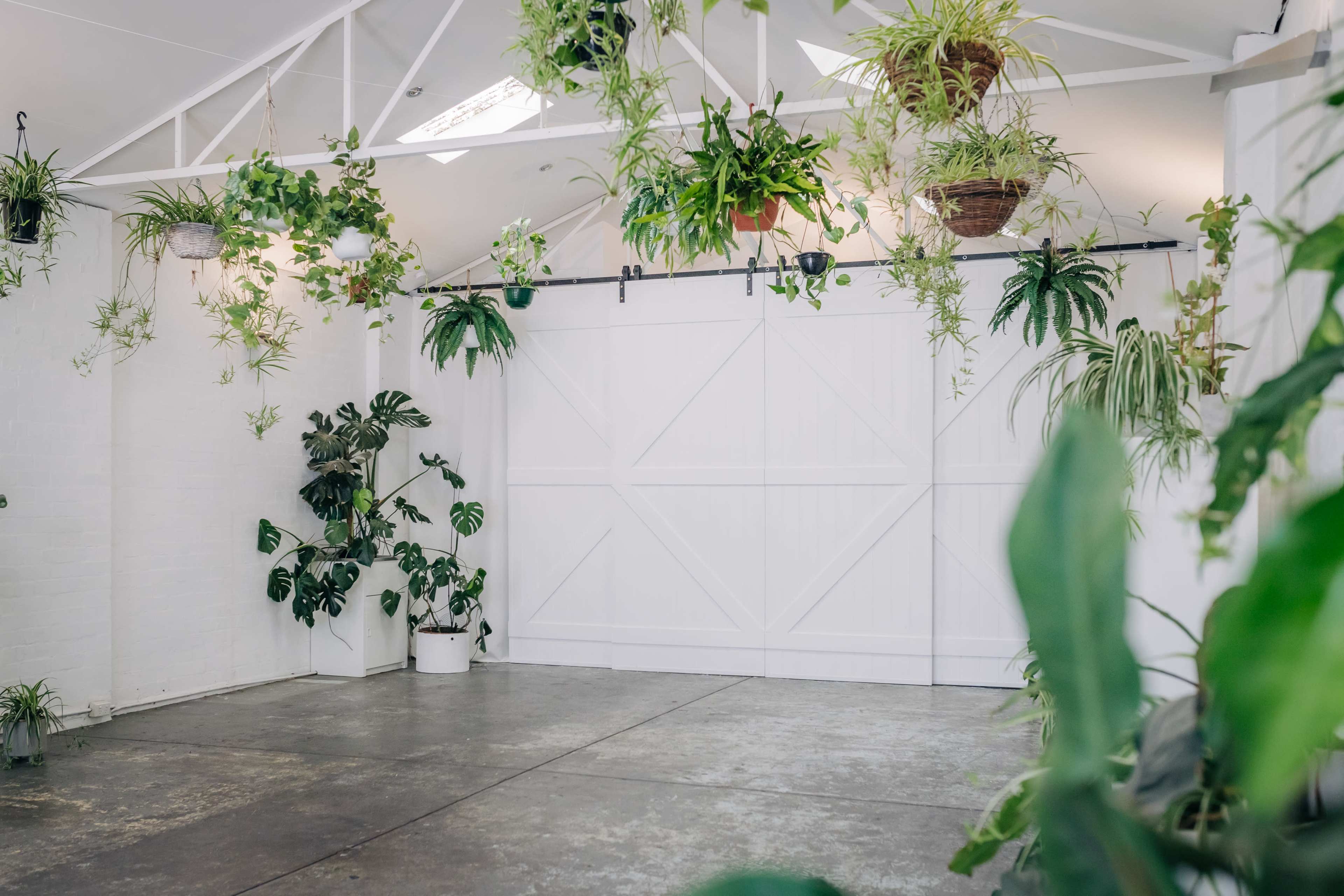 A bright, minimalist indoor space with a white wall and ceiling, featuring various hanging and potted plants.