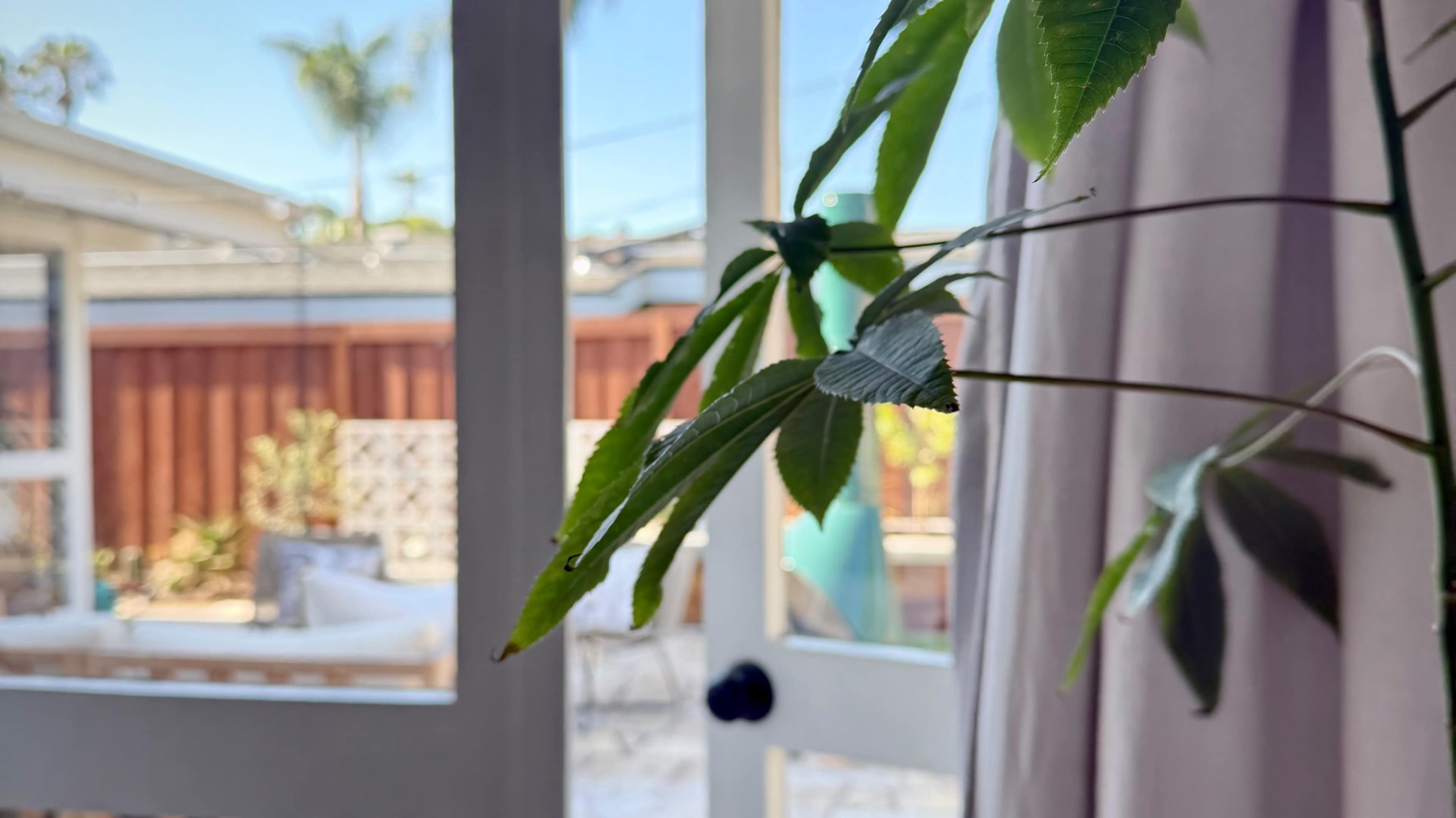 A green plant's leaves are in focus in the foreground, with an open door and a sunny backyard visible in the background.