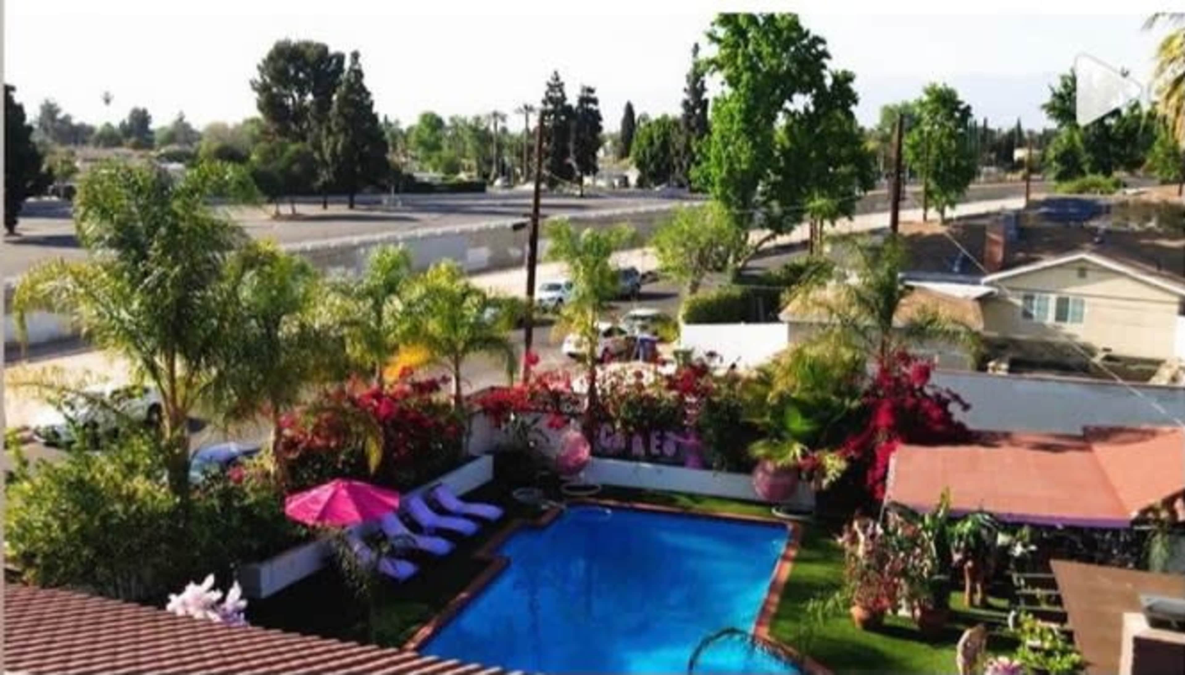 A backyard with a swimming pool surrounded by vibrant plants, lounge chairs, and a view of a nearby road and houses.