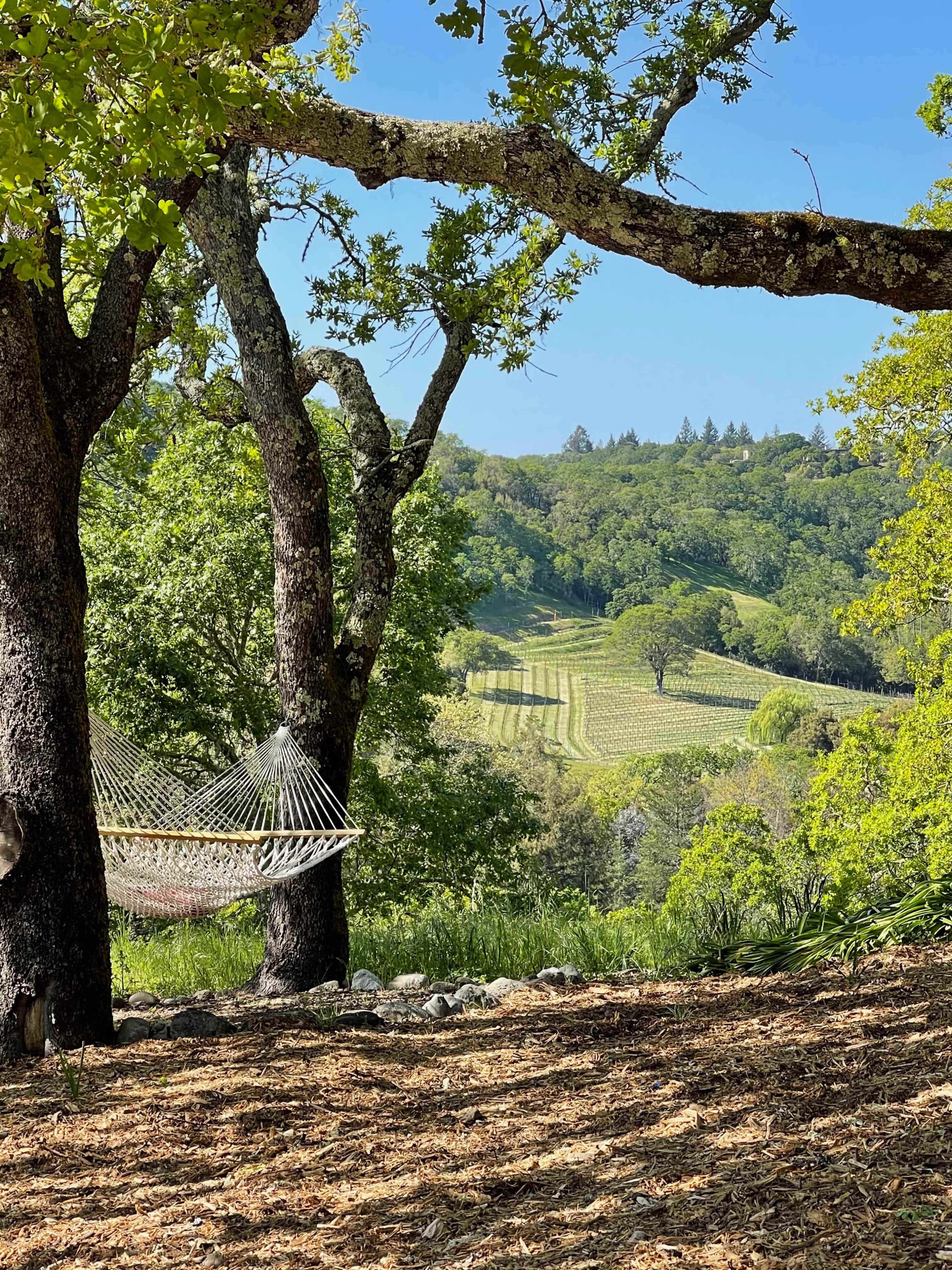 A hammock is strung between two trees, overlooking a vineyard with rolling hills in the background.